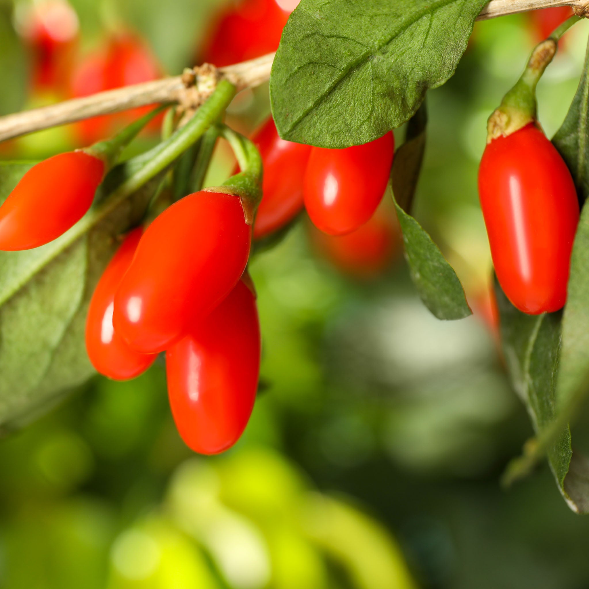 Gojibeere 'Big Lifeberry'