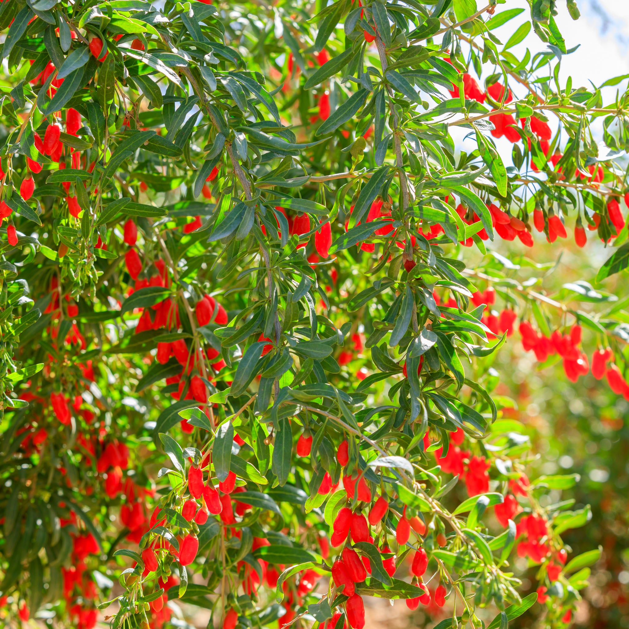 Gojibeere 'No.1'