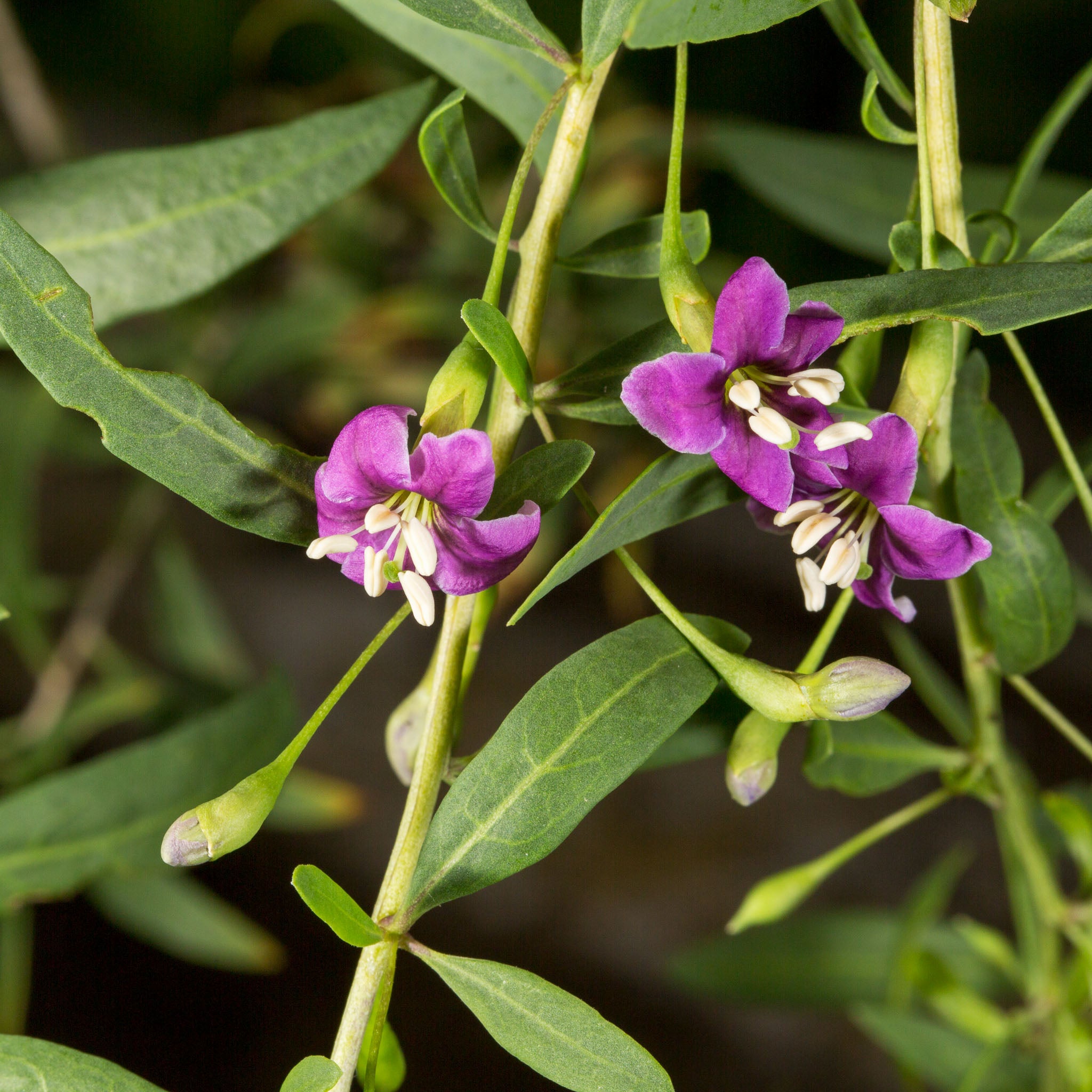 Gojibeere 'No.1'