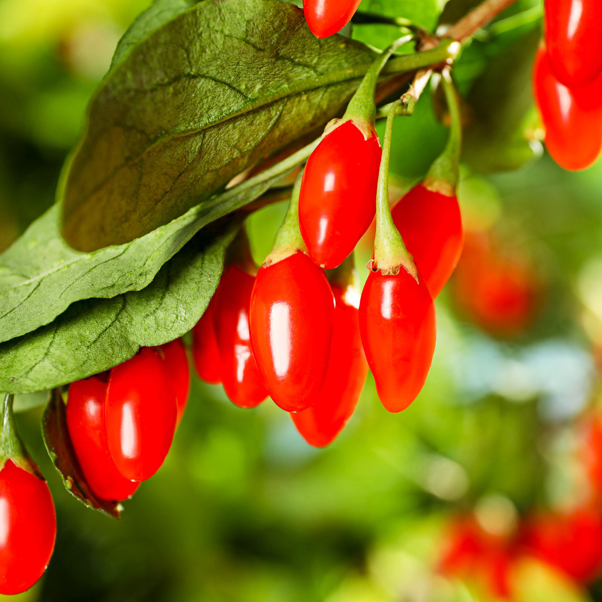 Gojibeere 'Sweet Lifeberry'