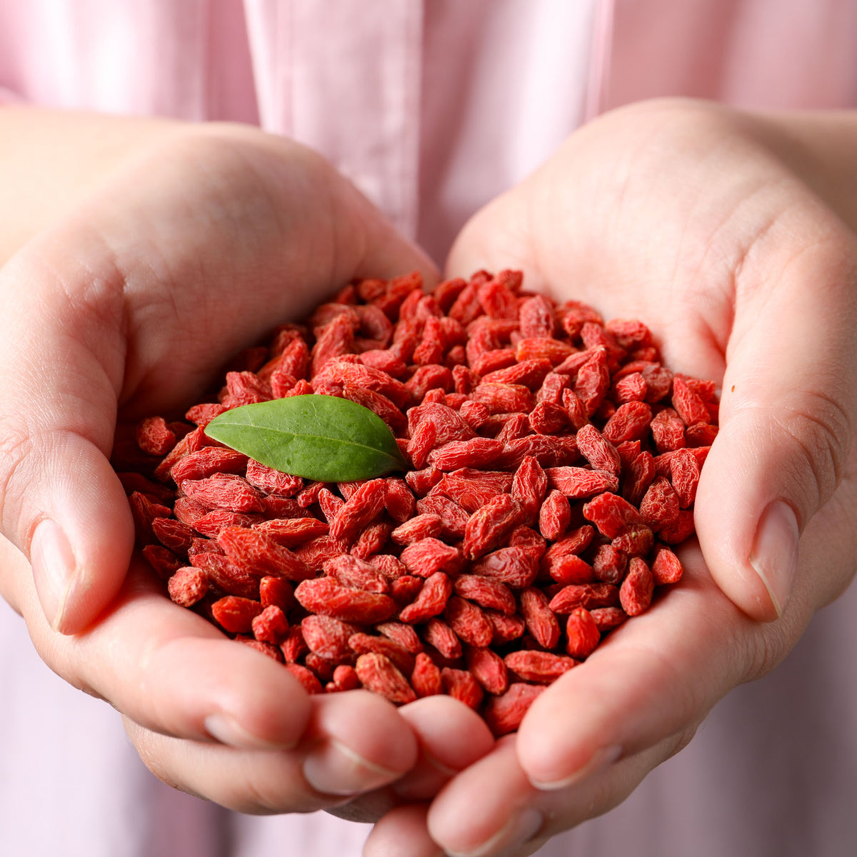 Gojibeere 'Sweet Lifeberry'
