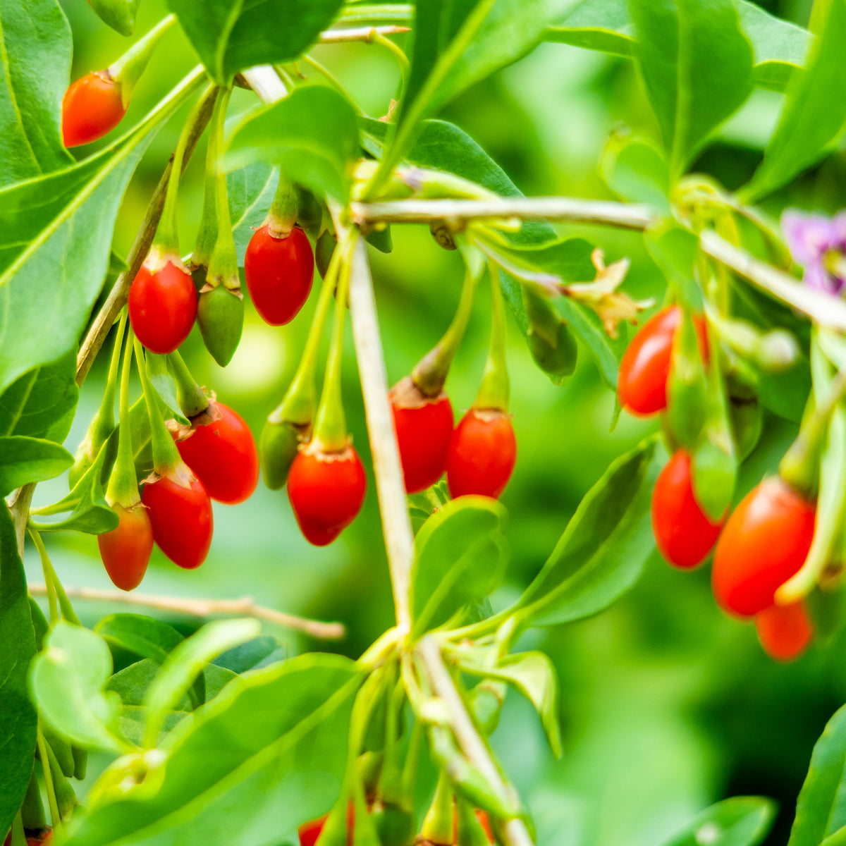 Gojibeere 'Sweet Lifeberry'