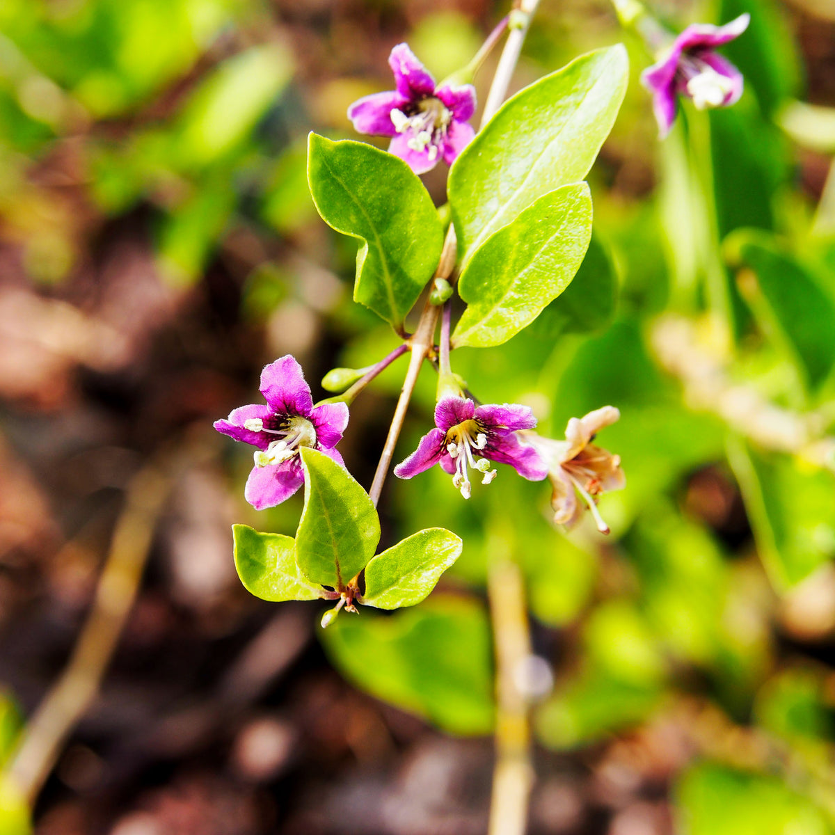 Gojibeere 'Sweet Lifeberry'