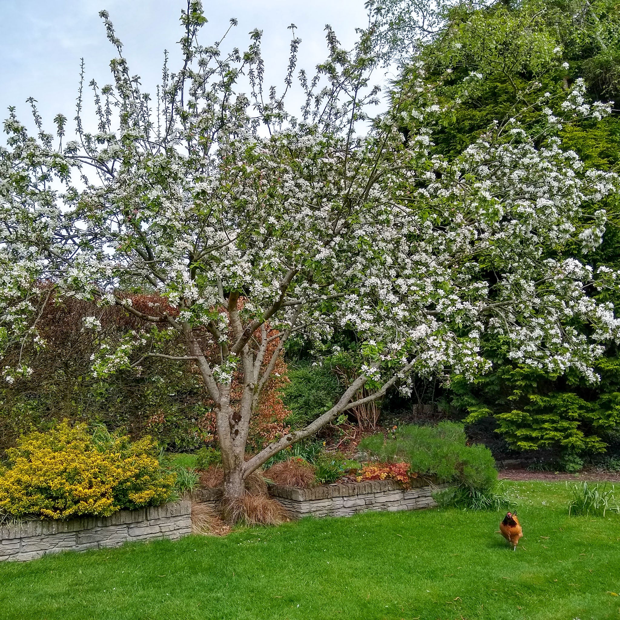 Apfel 'Bittenfelder'