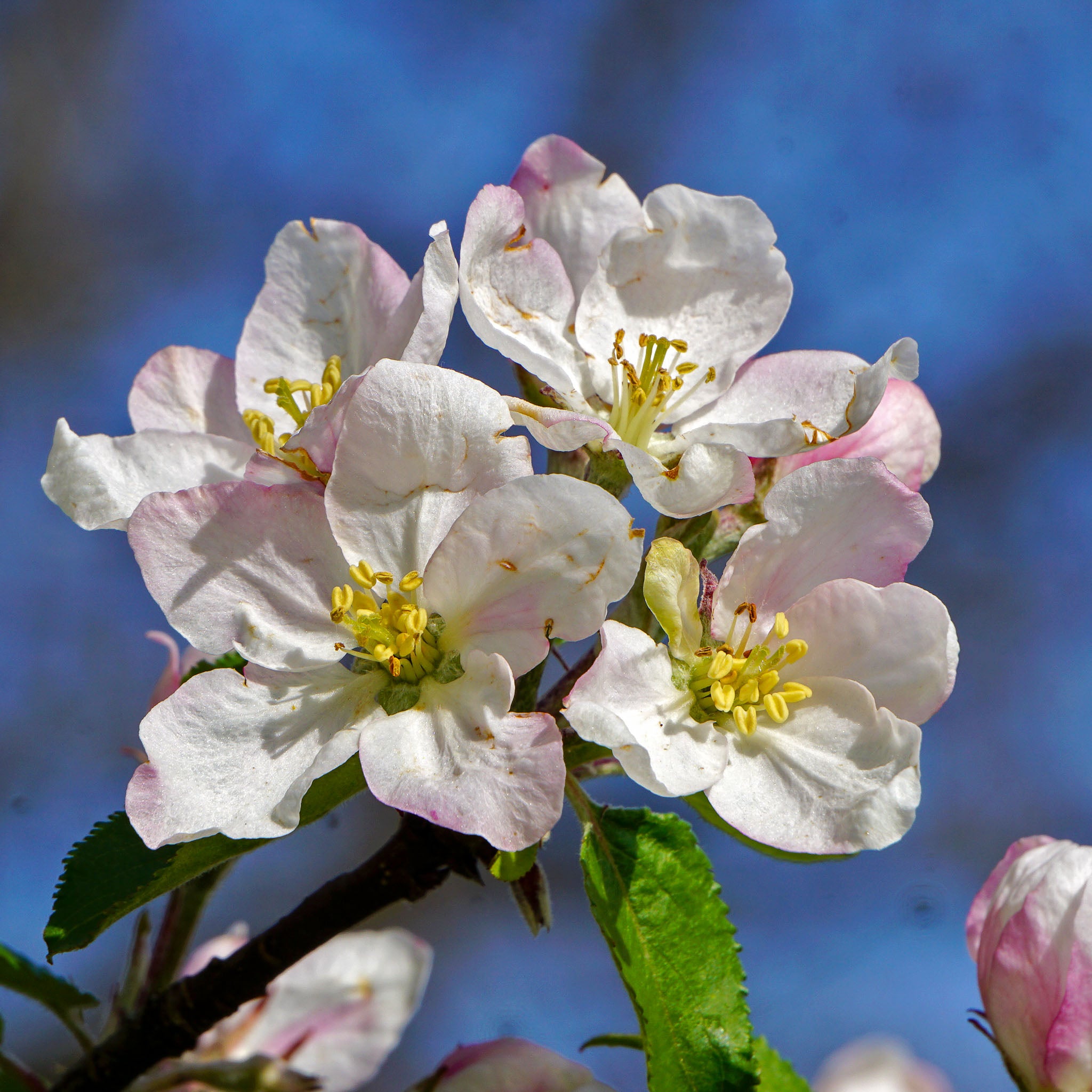 Apfel 'Bittenfelder'