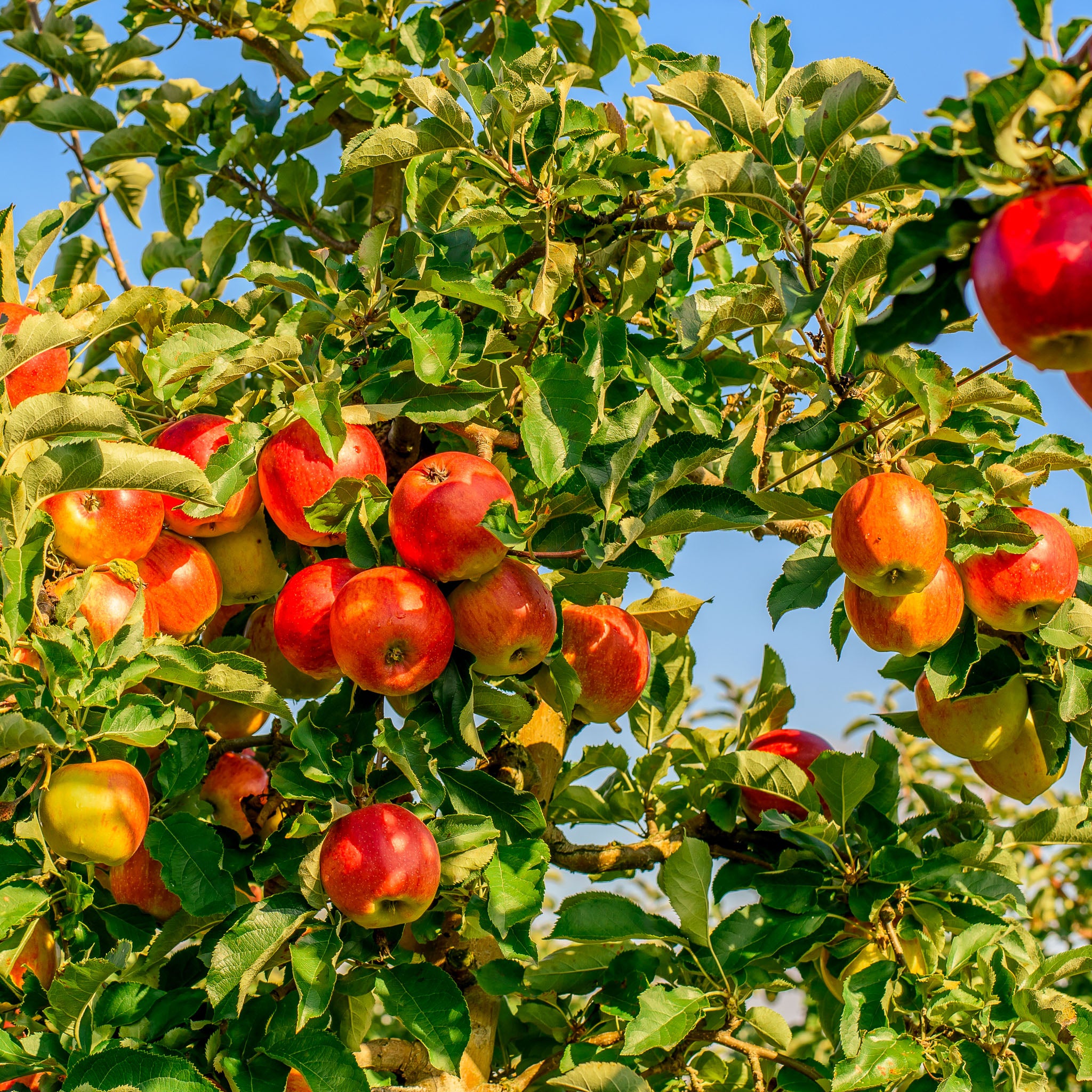 Apfel 'Elstar' - Buschbaum