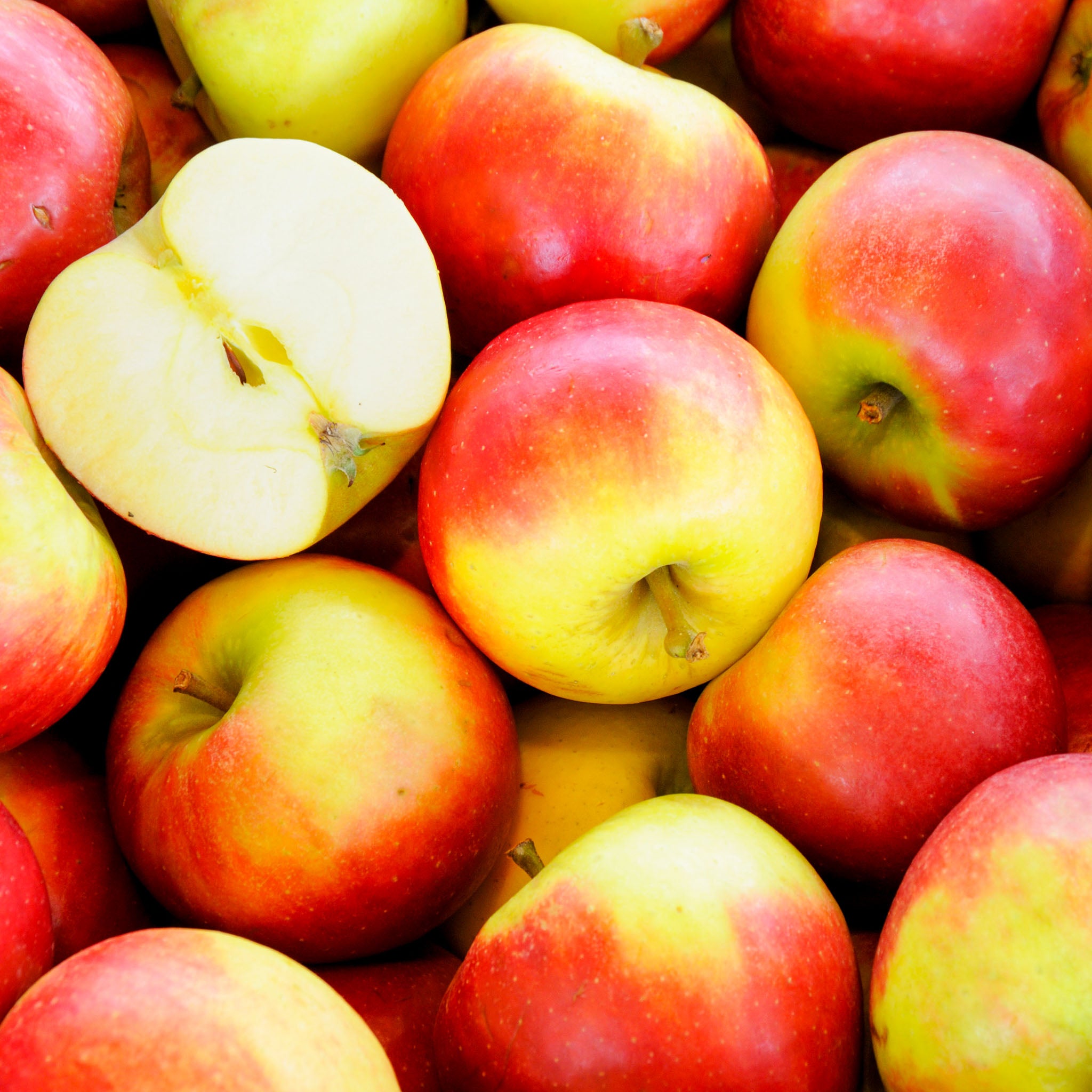 Apfel 'Elstar' - Buschbaum