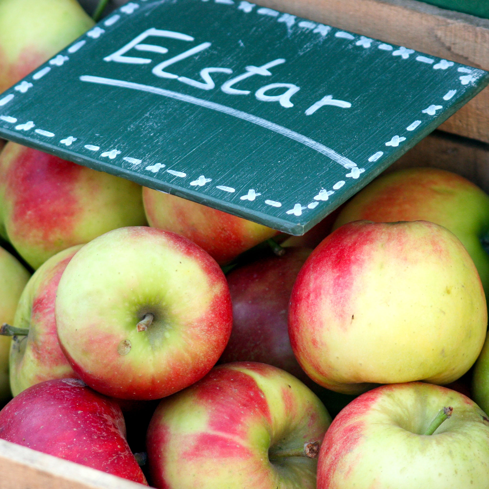 Apfel 'Elstar' - Buschbaum