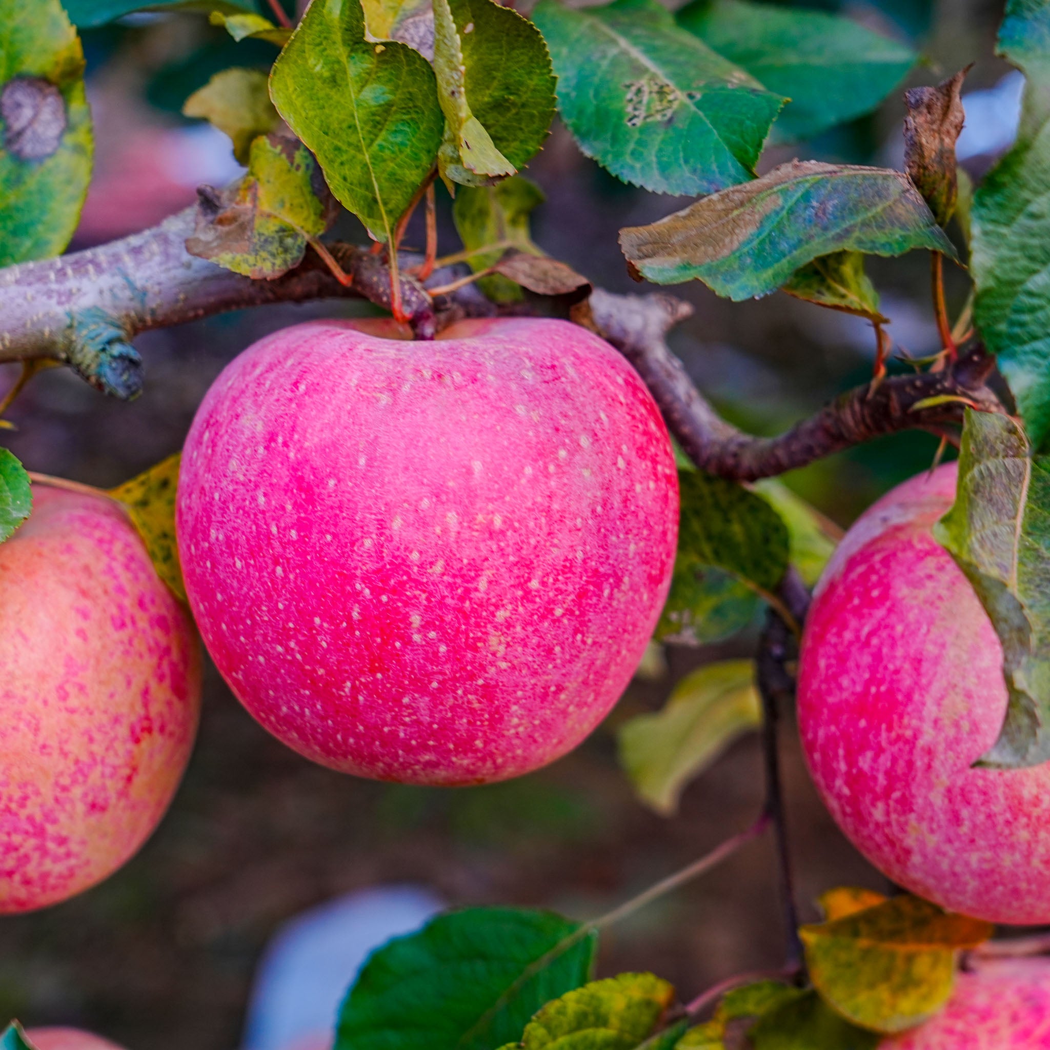Apfel 'Florina' - Terrassenobst