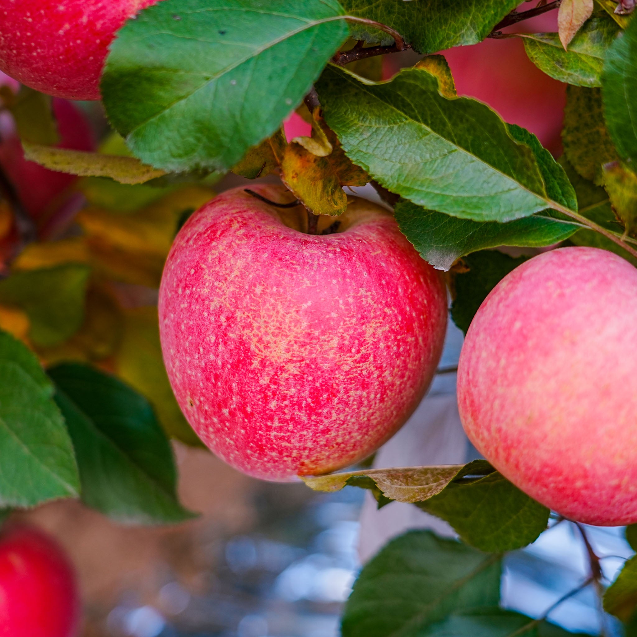 Apfel 'Florina' - Buschbaum