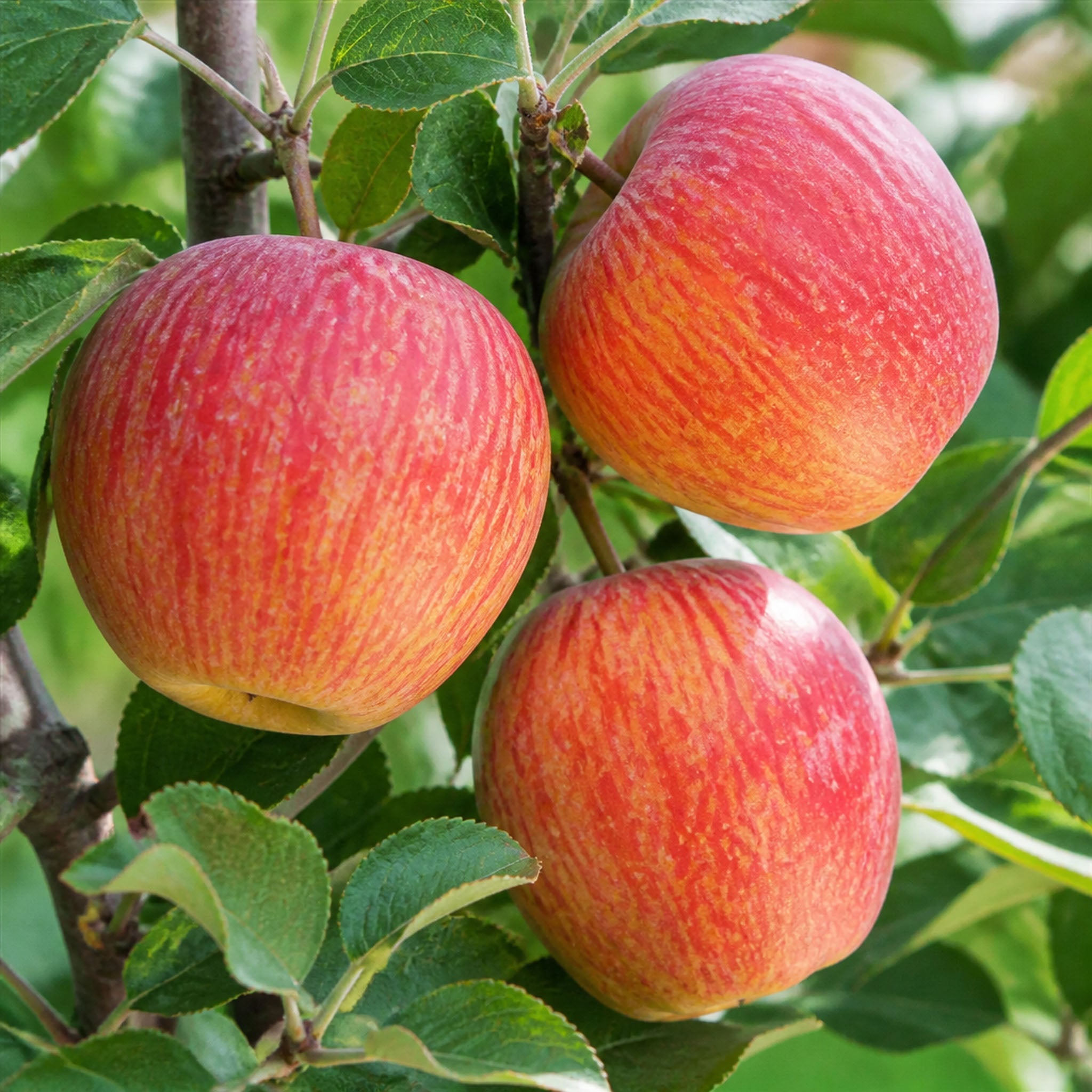 Apfel 'Gala' - Buschbaum