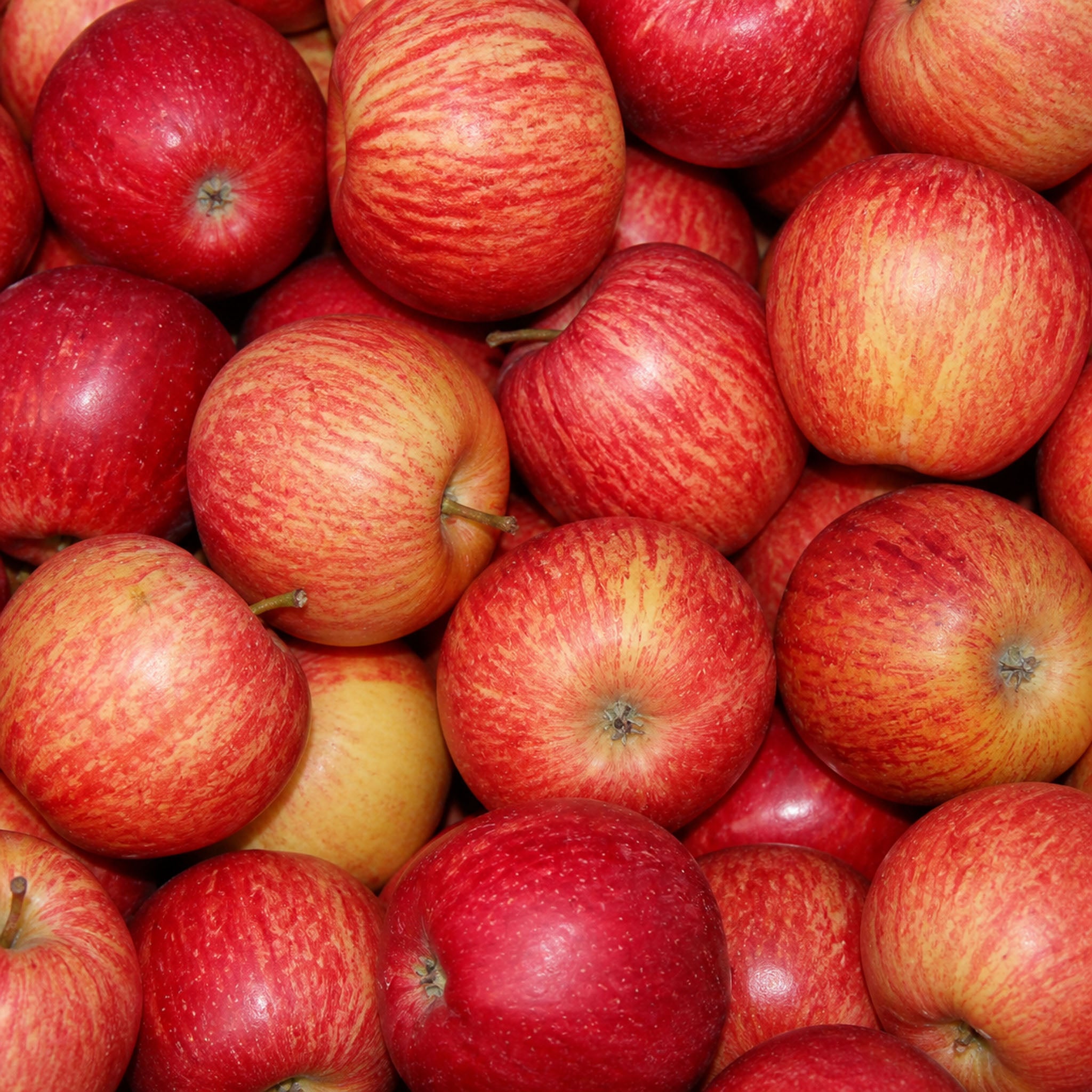 Apfel 'Gala' - Buschbaum