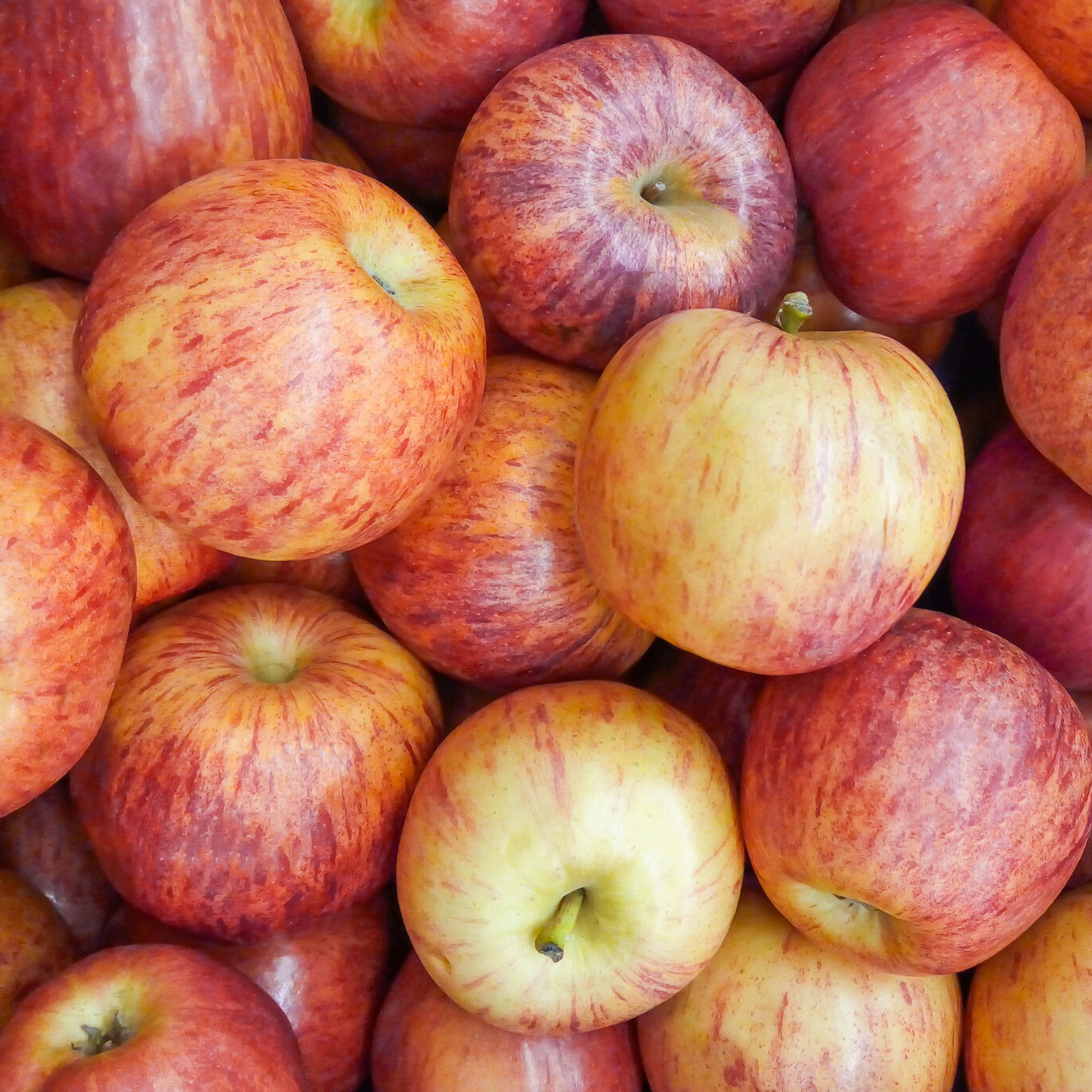 Apfel 'Gala' - Buschbaum