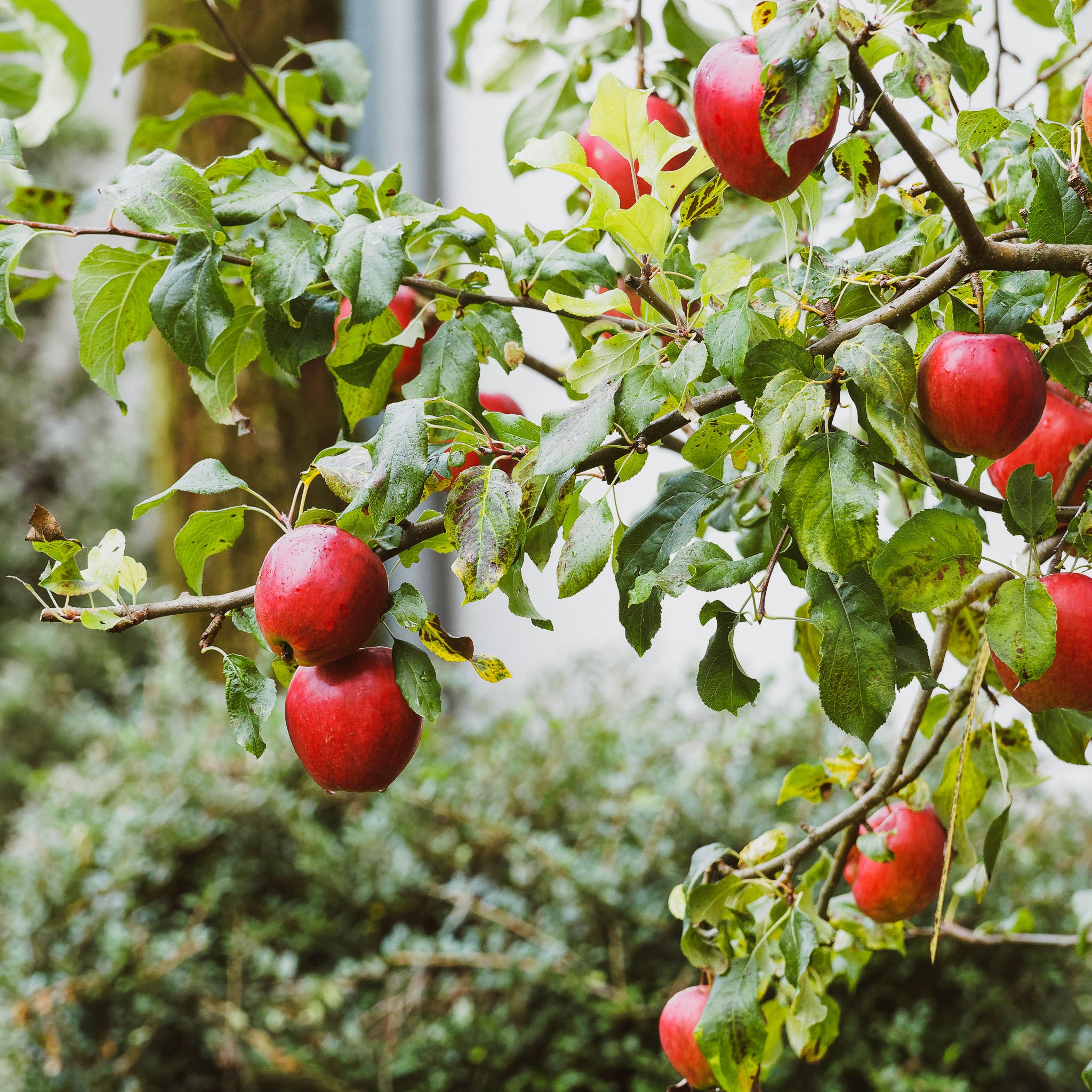 Apfel 'Gloster' - Zwergobst