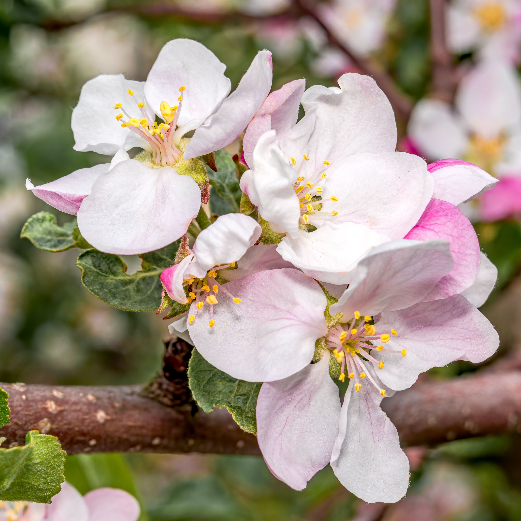 Apfel 'Gloster' - Zwergobst
