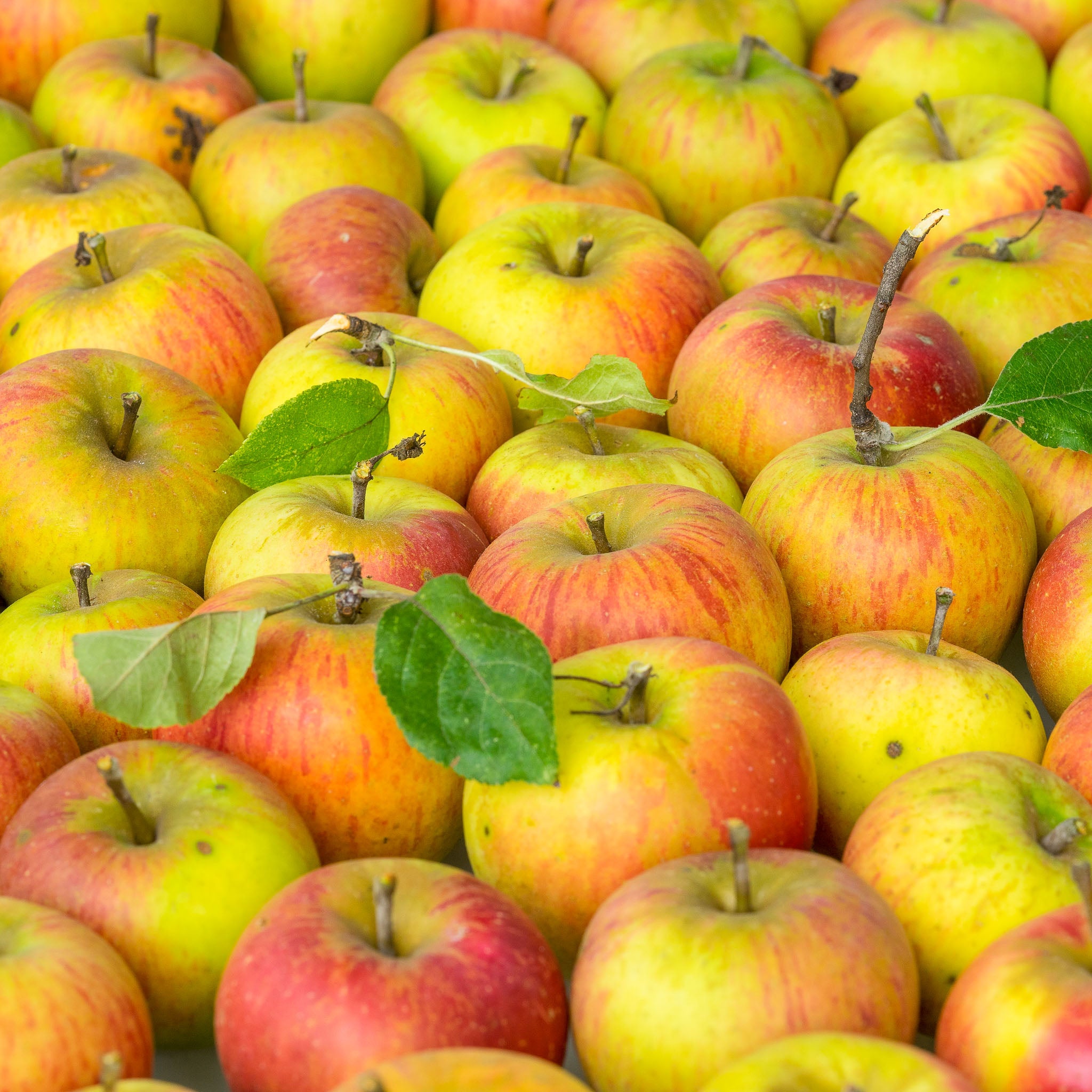 Apfel 'Goldparmäne' - Halbstamm