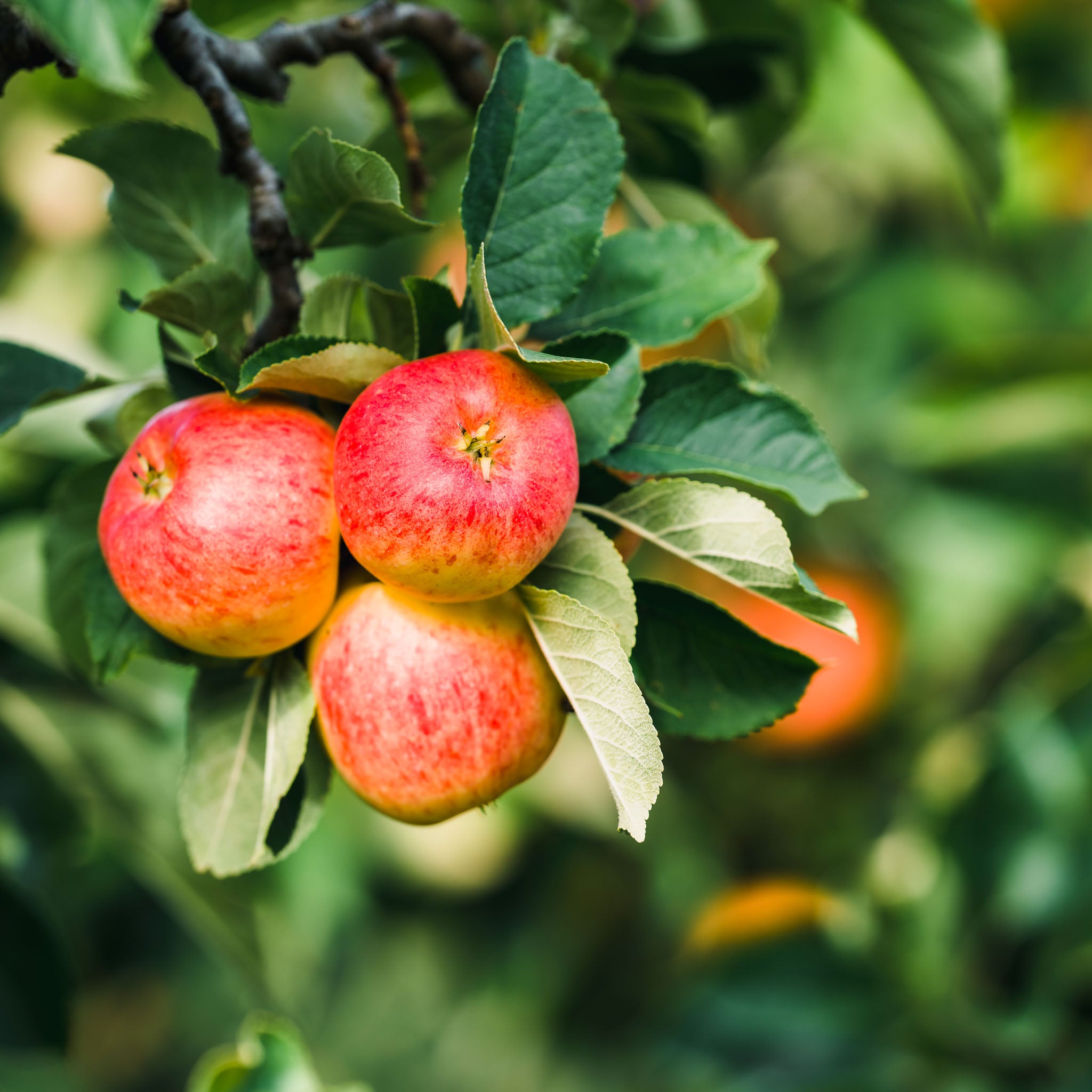 Apfel 'Ingrid Marie' - Terrassenobst