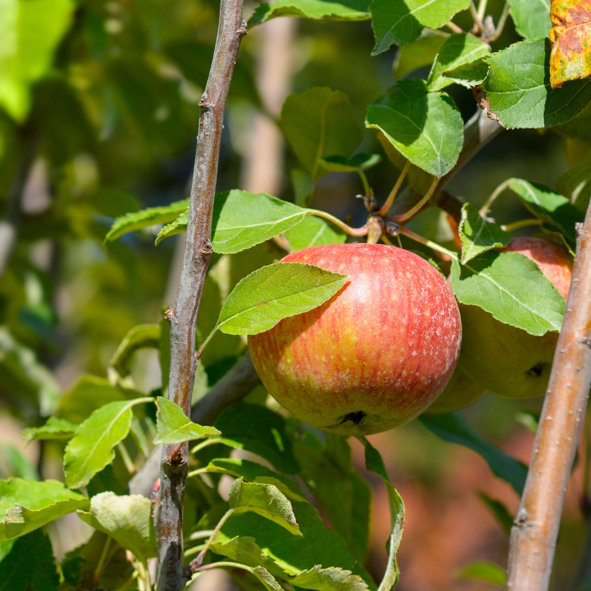 Apfel 'Jamba' - Buschbaum