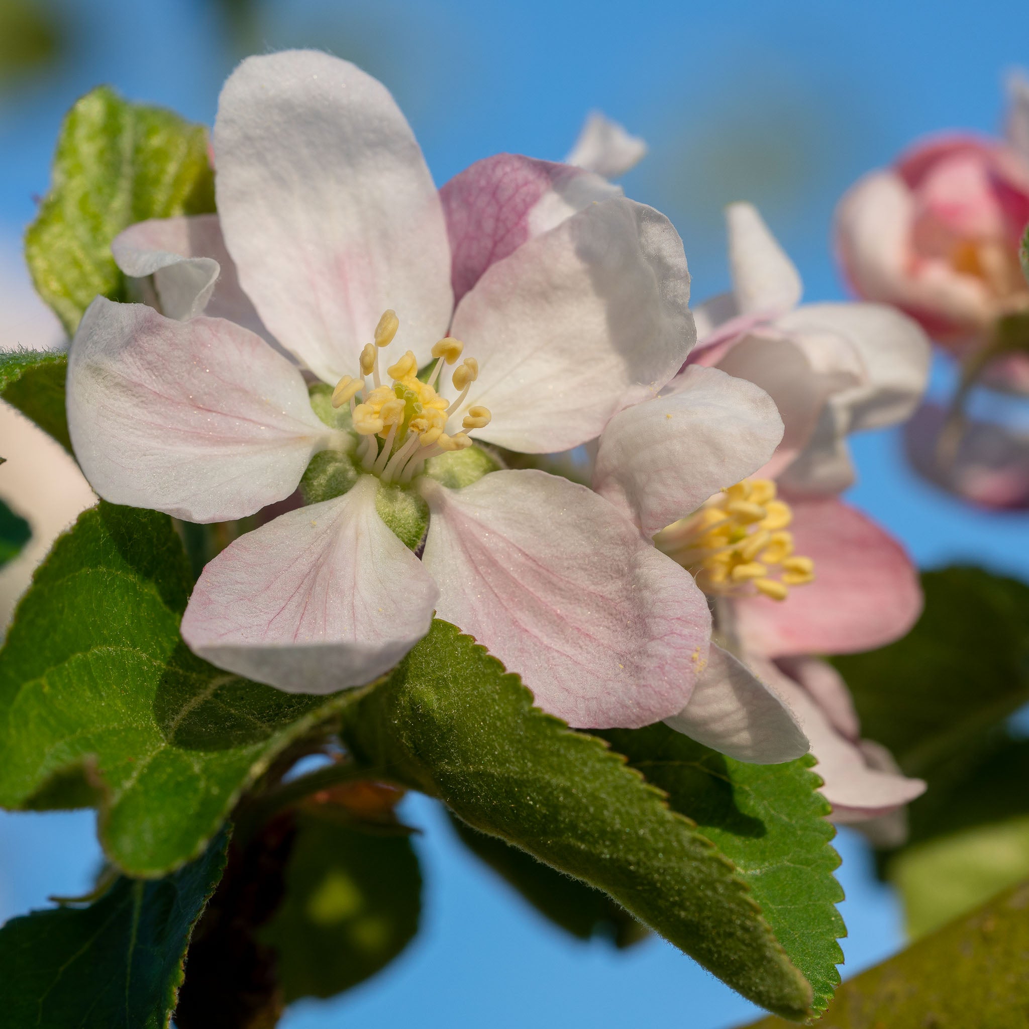 Apfel 'Jamba' - Halbstamm