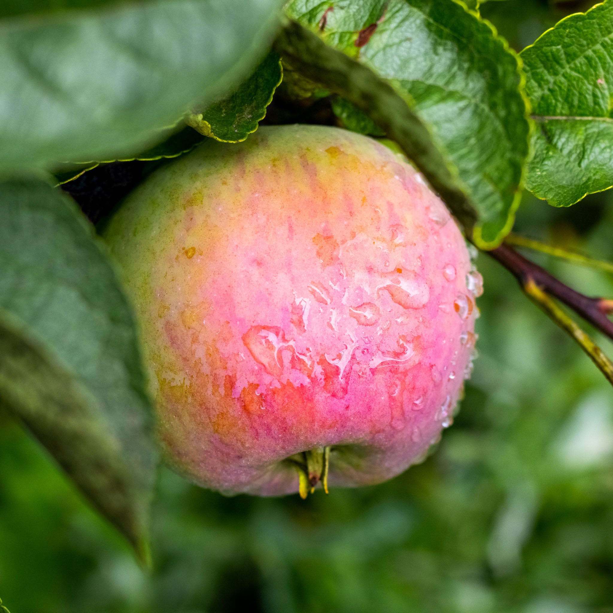 Apfel 'Jamba' - Buschbaum