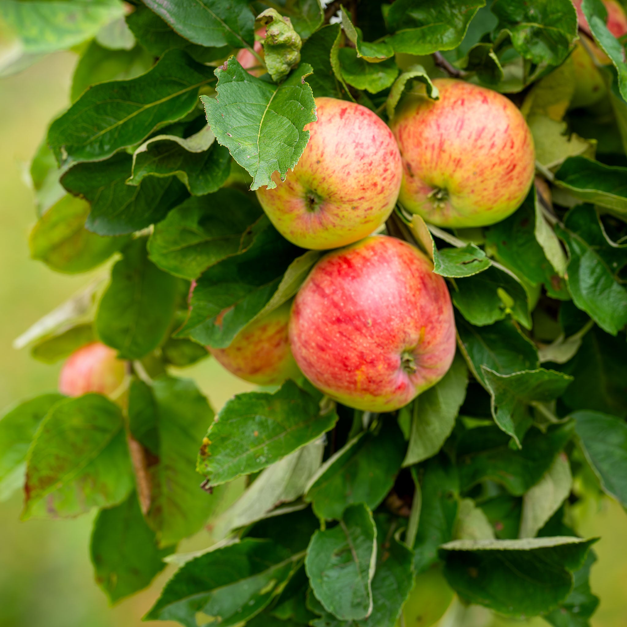 Apfelbaum 'James Grieve' - Halbstamm