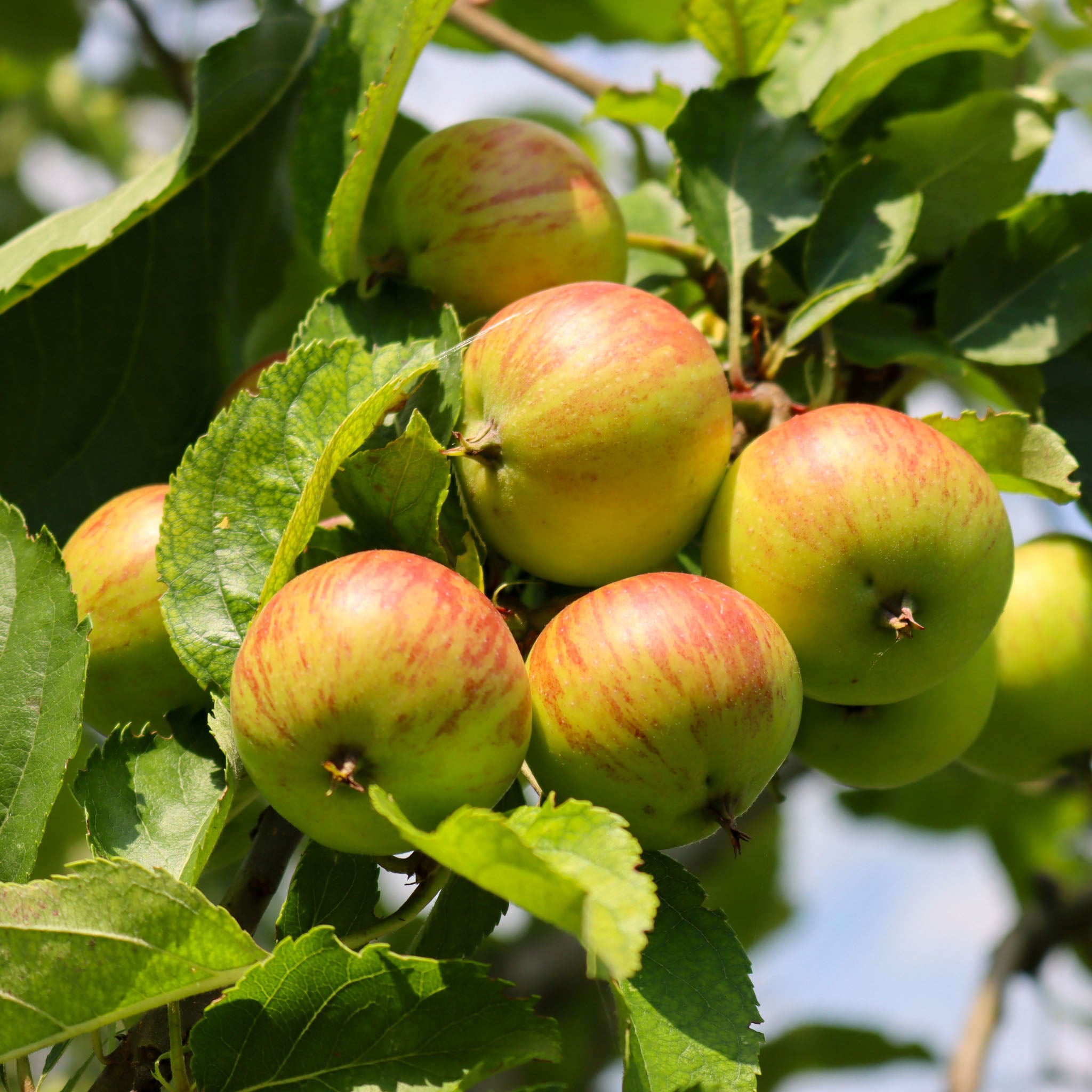 Apfelbaum 'James Grieve' - Buschbaum