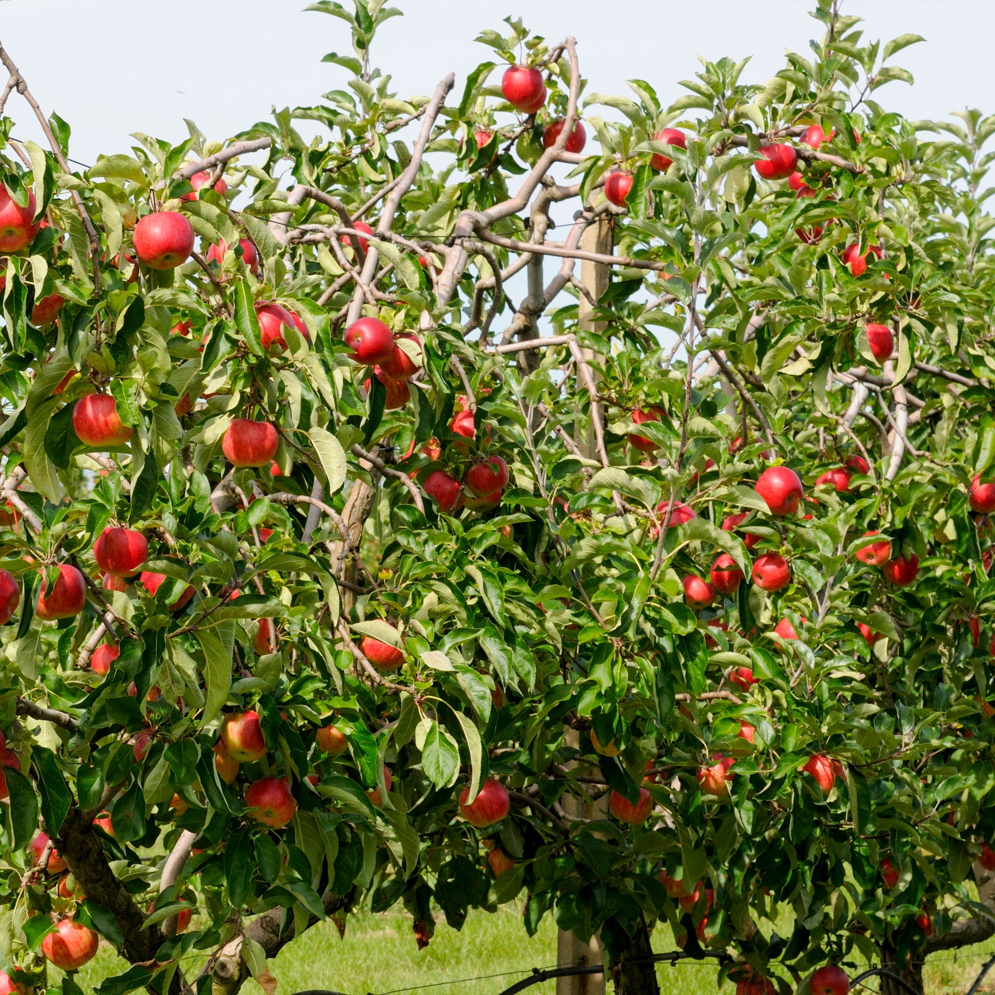 Apfelbaum 'James Grieve' - Buschbaum
