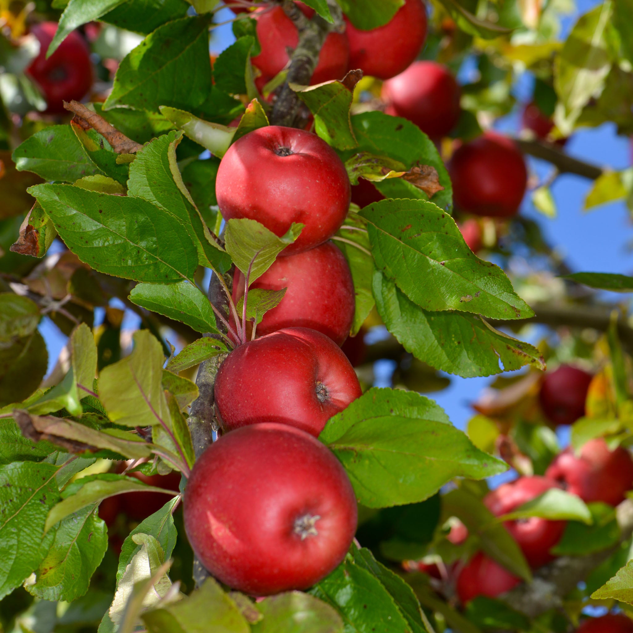 Apfel 'Kaiser Wilhelm' - Halbstamm