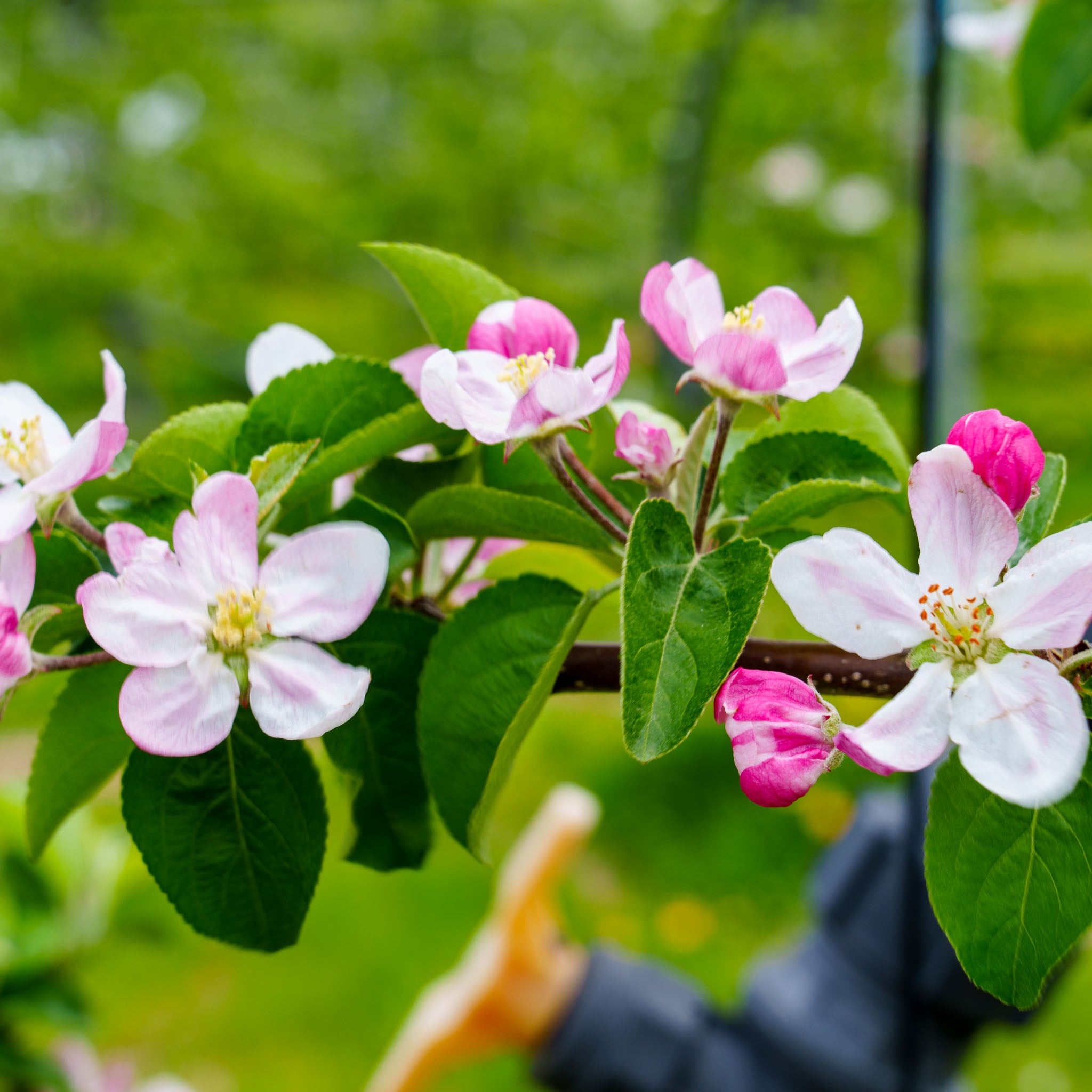 Apfel 'Kaiser Wilhelm' - Buschbaum