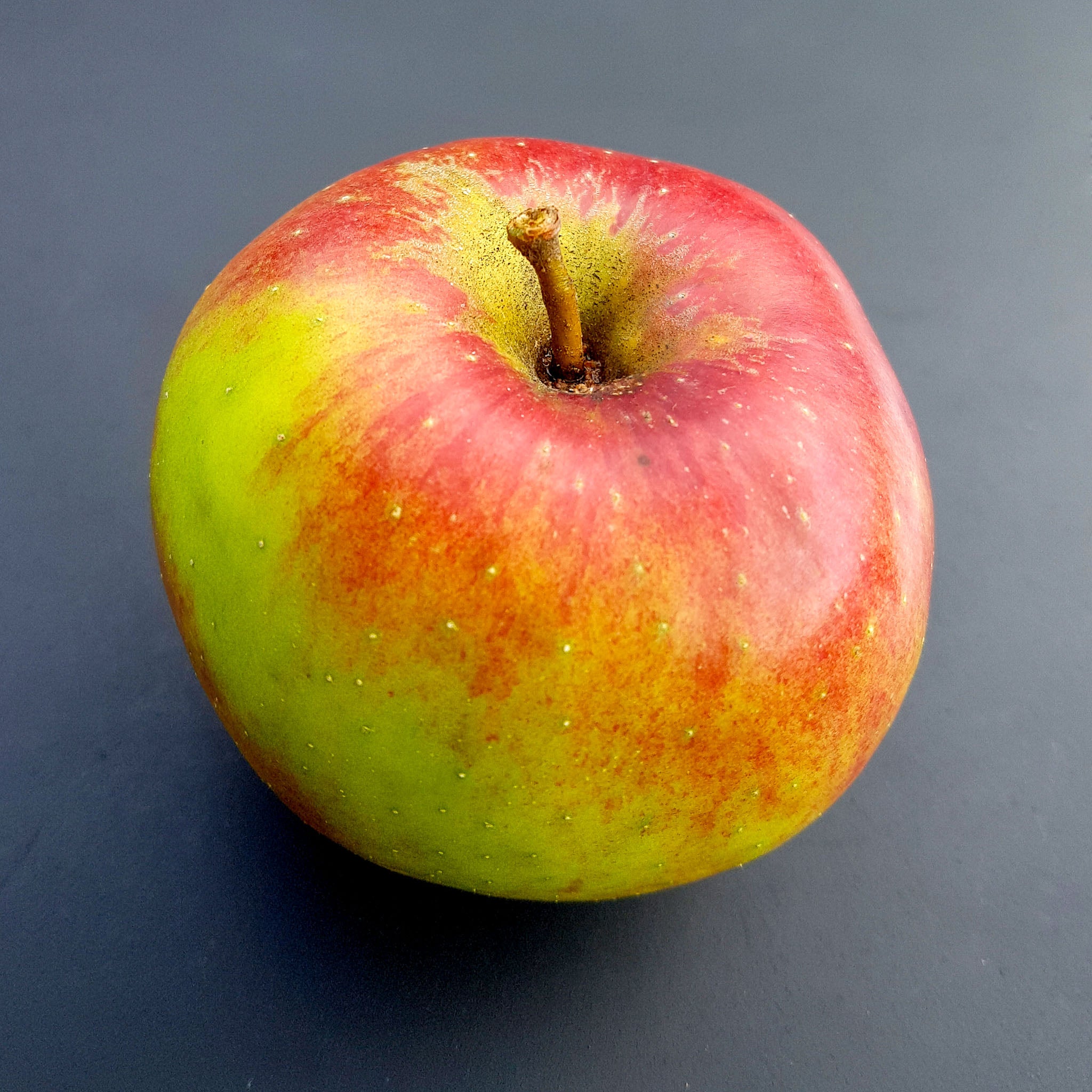 Apfel 'Kaiser Wilhelm' - Buschbaum