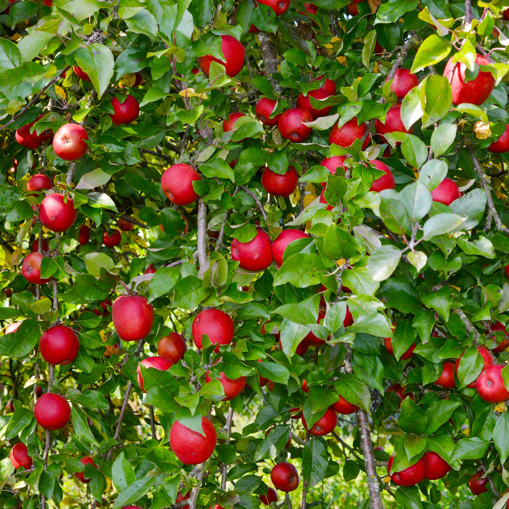 Apfel 'Kaiser Wilhelm' - Buschbaum