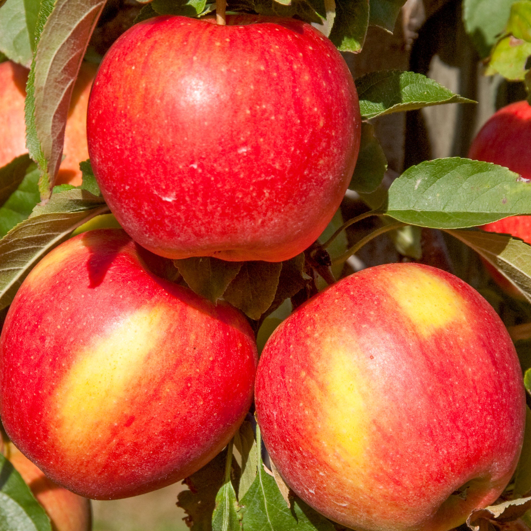 Apfel 'Pinova' - Buschbaum