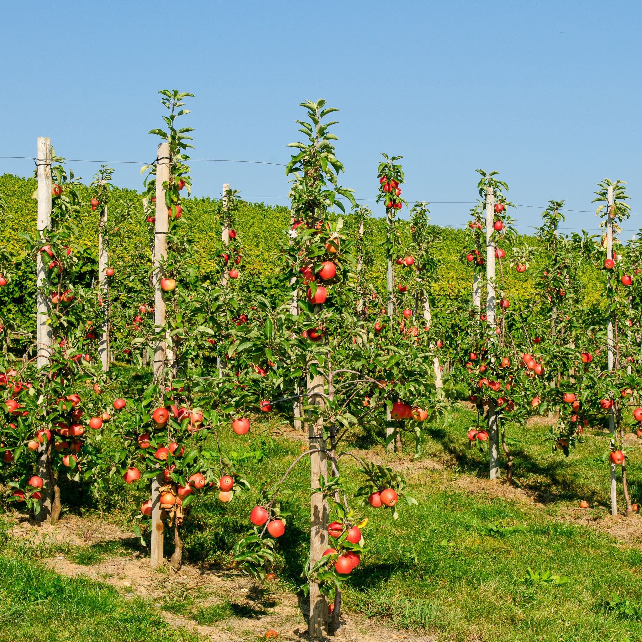 Apfel 'Pinova' - Buschbaum