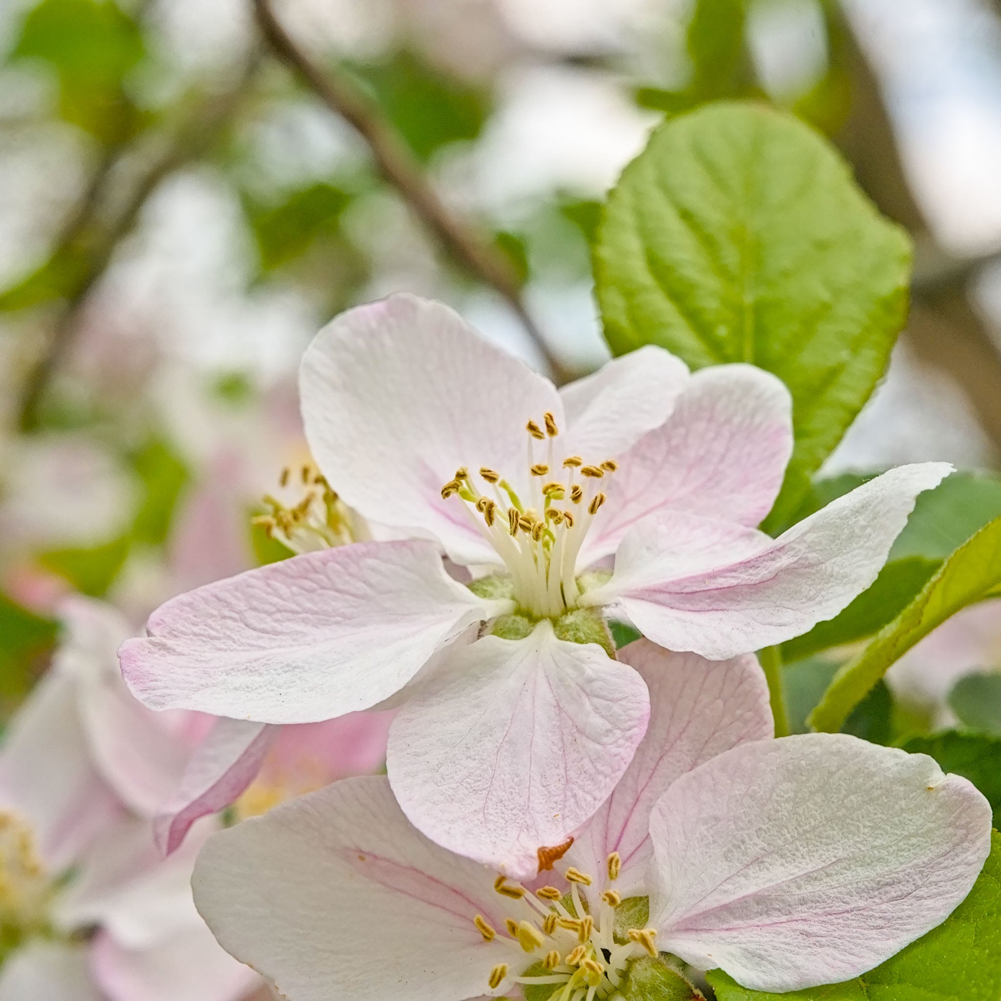Apfel 'Pinova' - Buschbaum