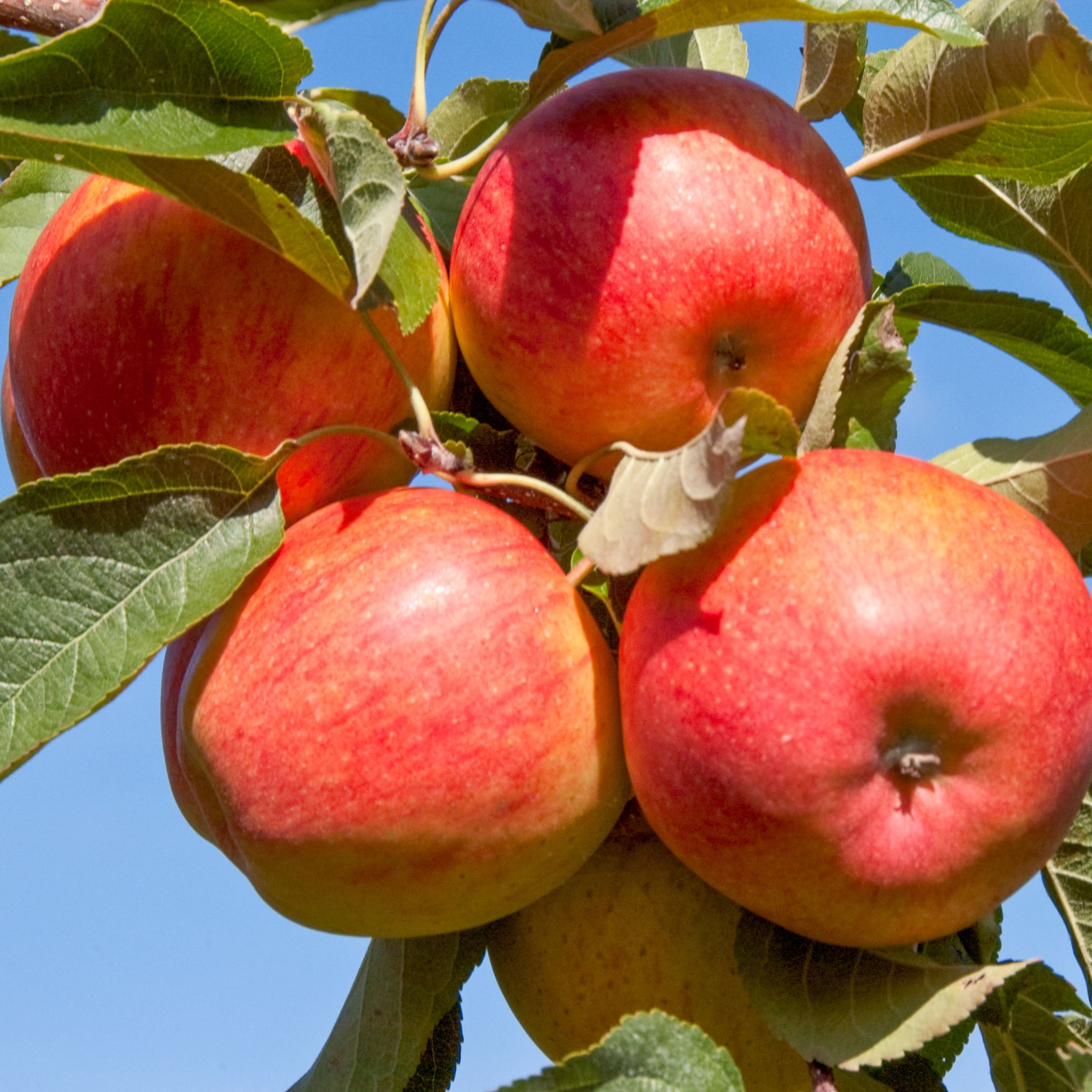 Apfel 'Pinova' - Buschbaum