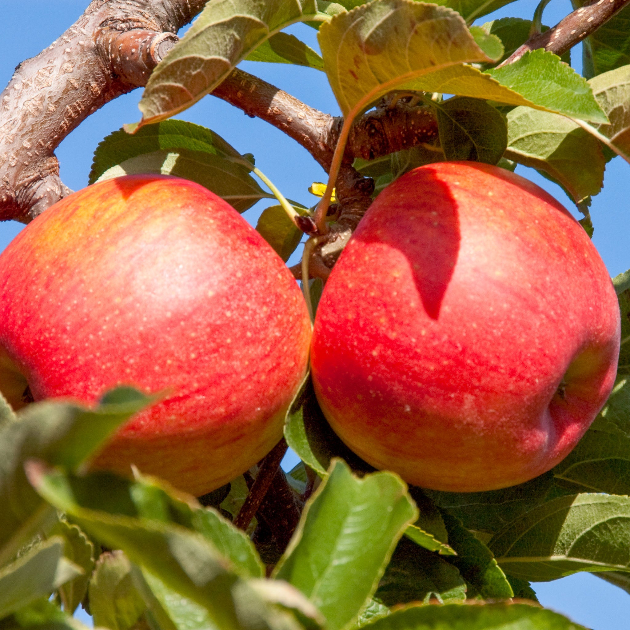 Apfel 'Pinova' - Buschbaum