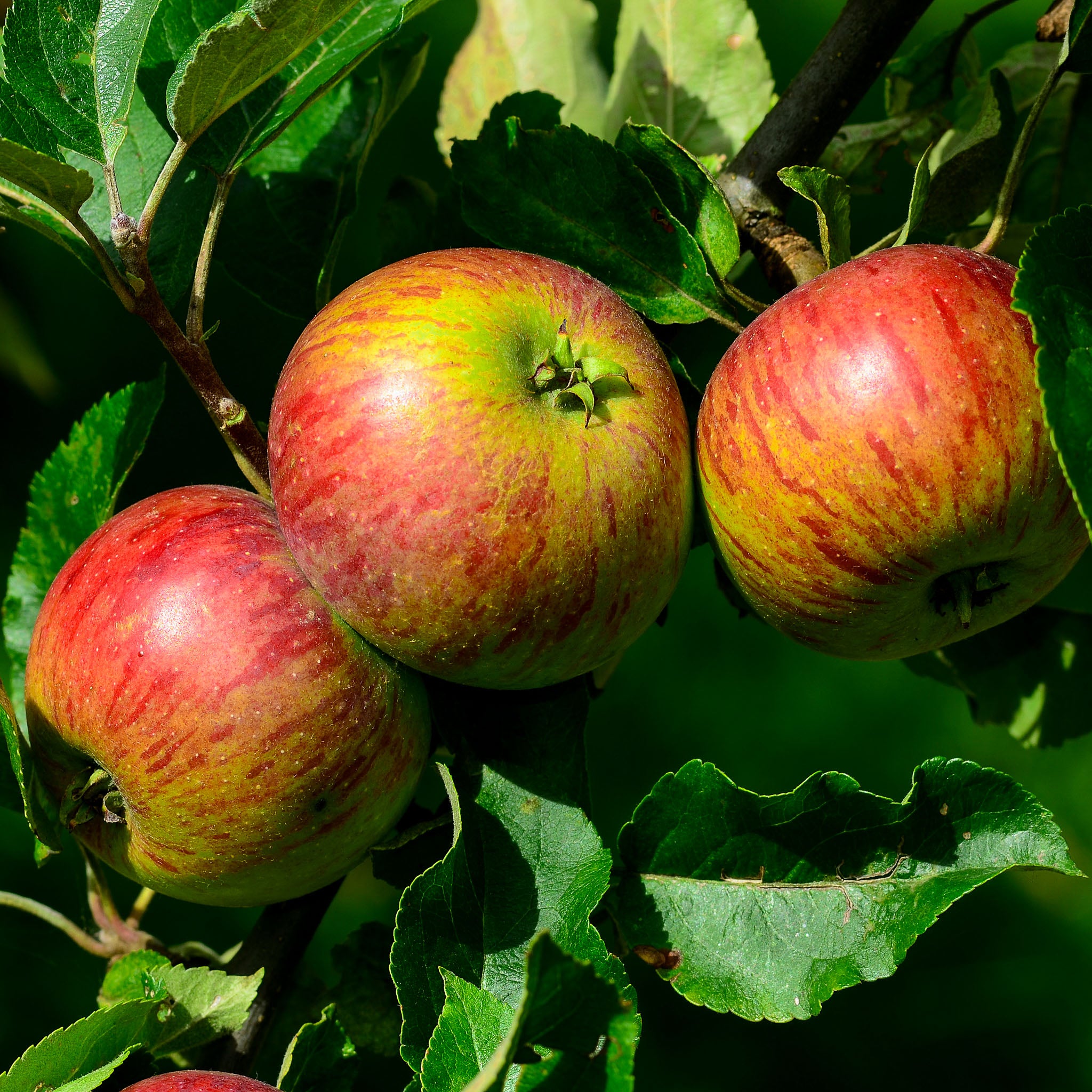 Apfel 'Prinz Albrecht' - Halbstamm