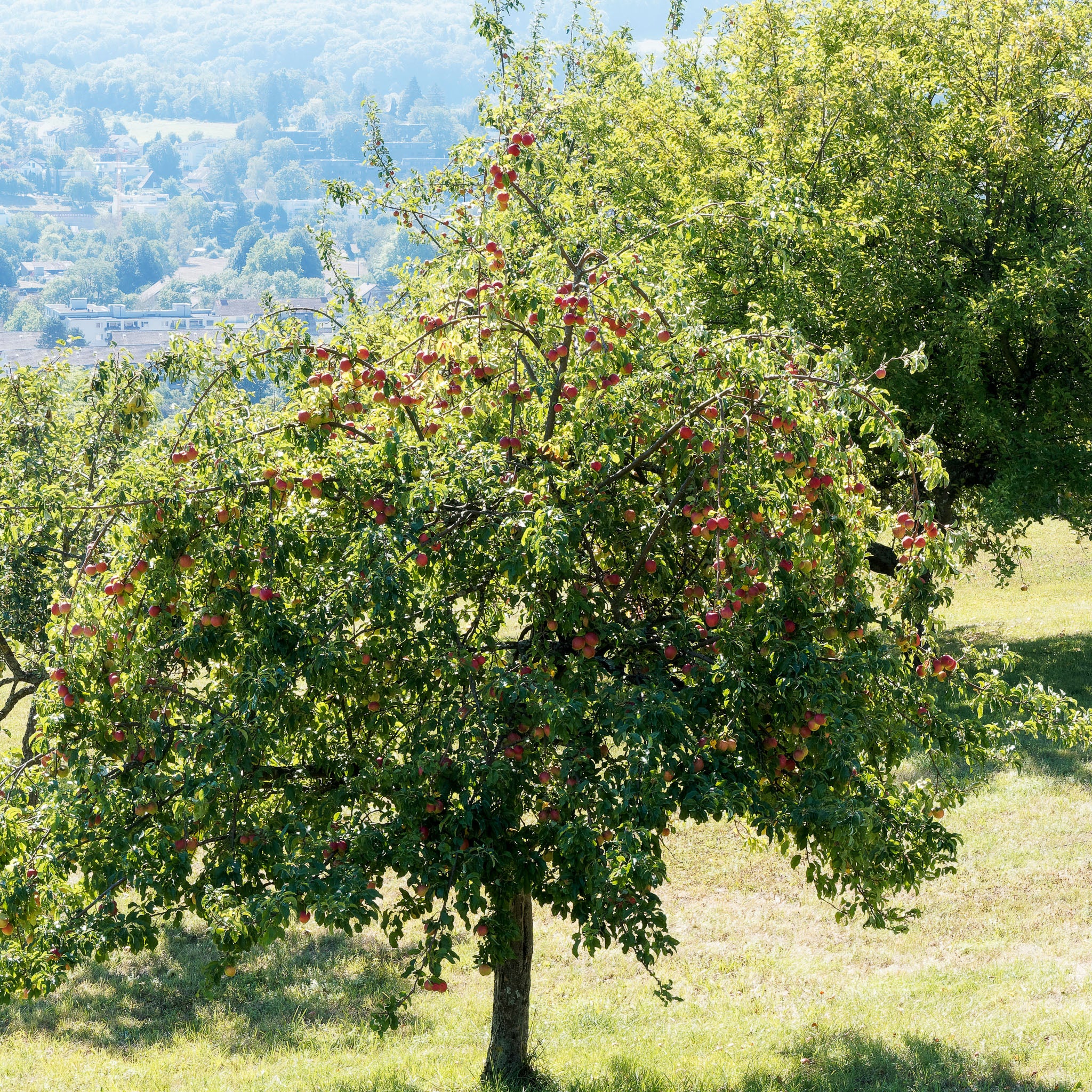 Apfel 'Prinz Albrecht' - Halbstamm