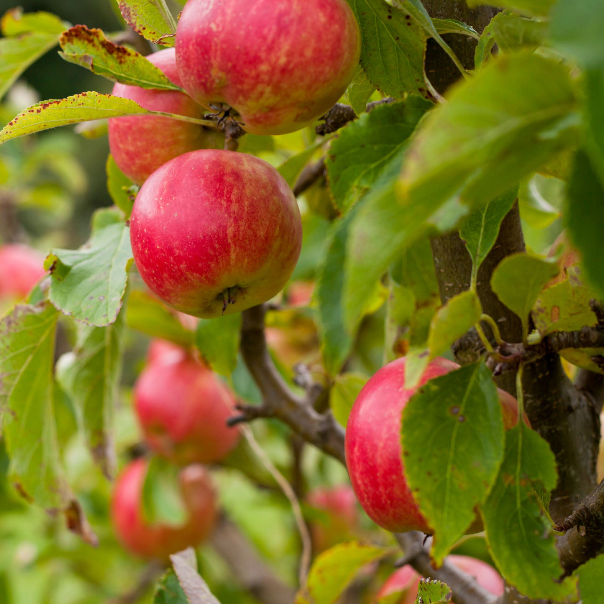 Apfel 'Prinz Albrecht' - Buschbaum