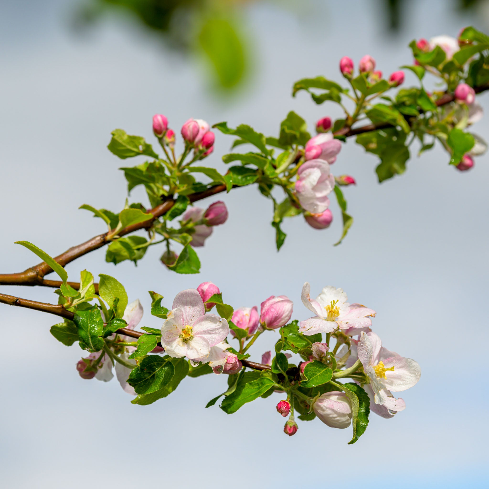 Apfel 'Prinz Albrecht' - Buschbaum