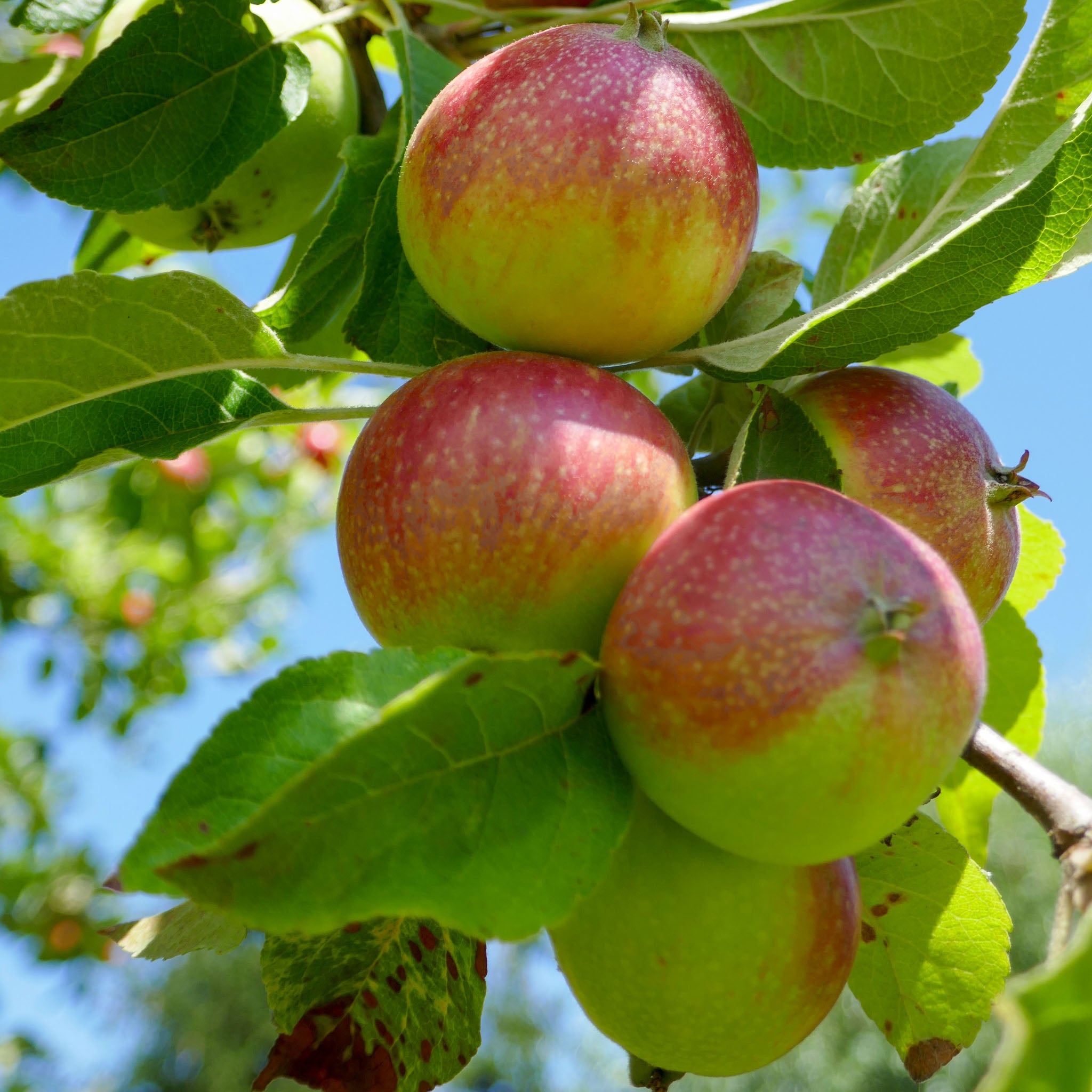 Apfel 'Prinz Albrecht' - Buschbaum
