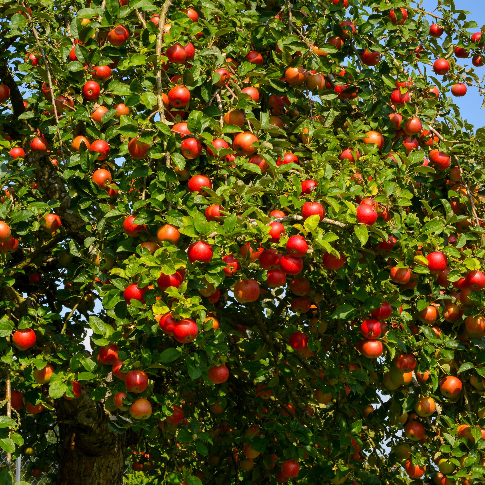 Apfel 'Roter Boskoop' - Halbstamm
