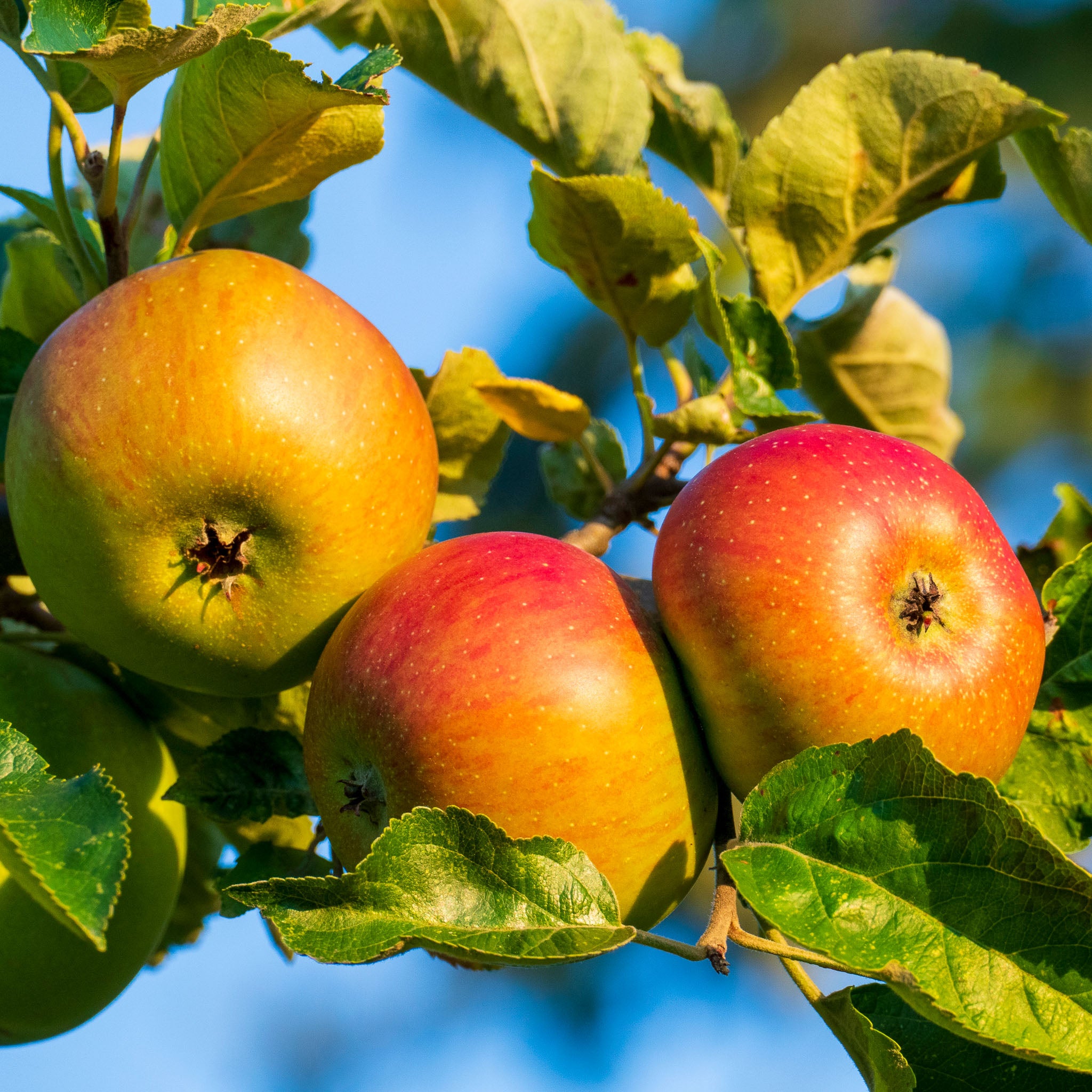 Apfel 'Roter Boskoop' - Halbstamm