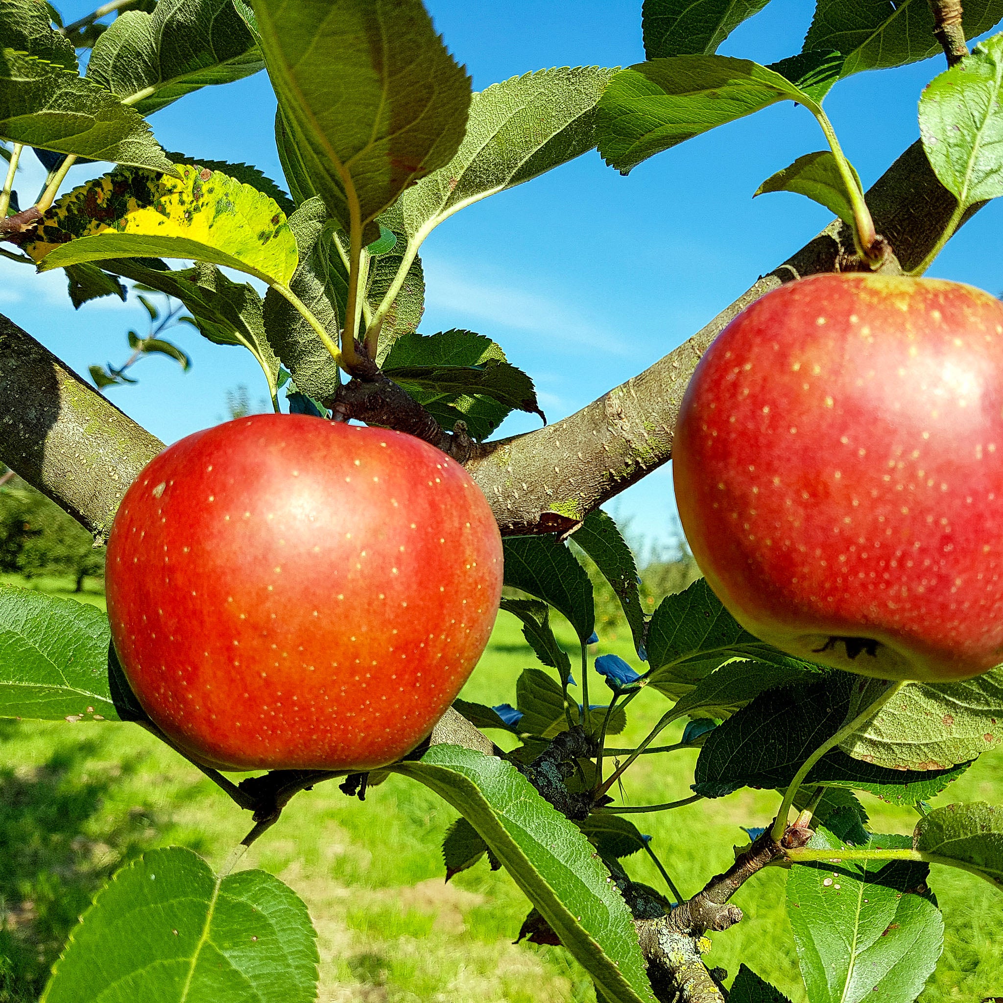 Apfel 'Roter Boskoop' - Halbstamm
