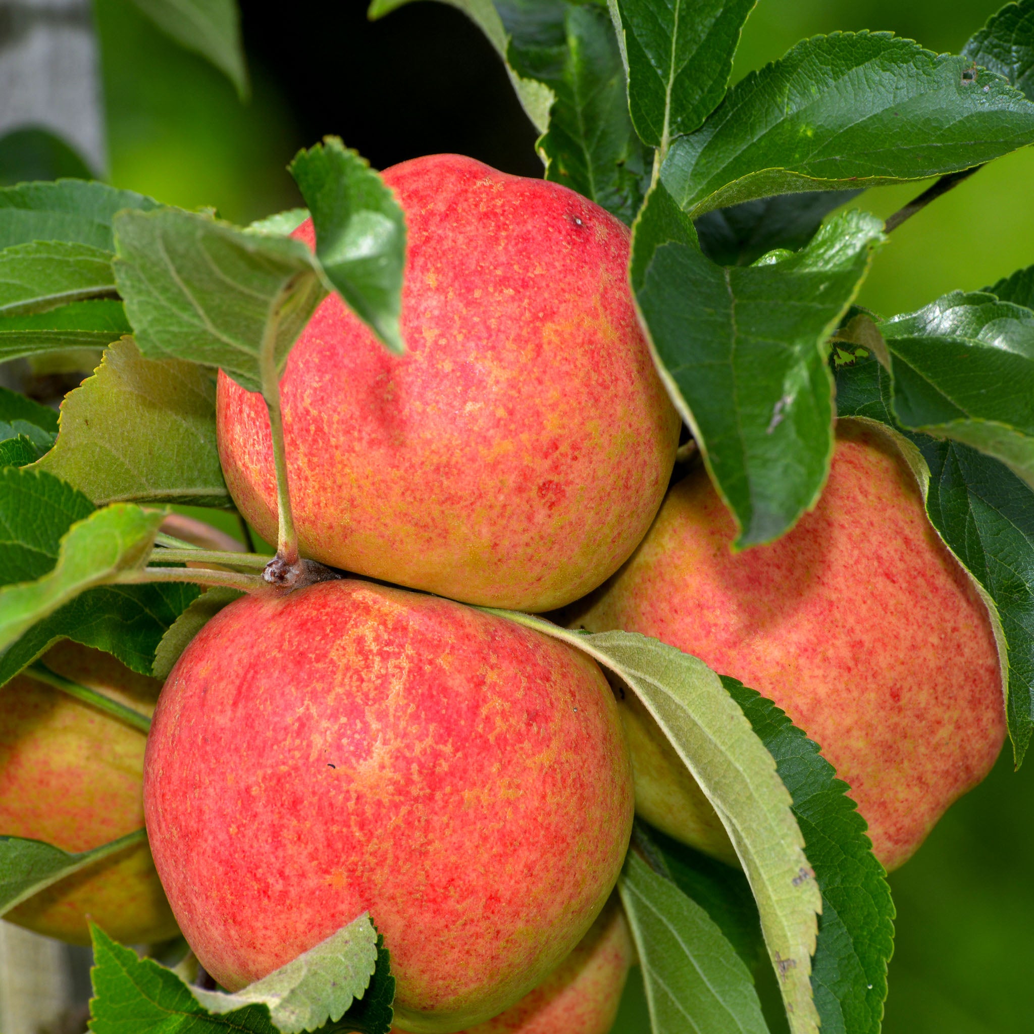Apfel 'Rubinola' - Buschbaum