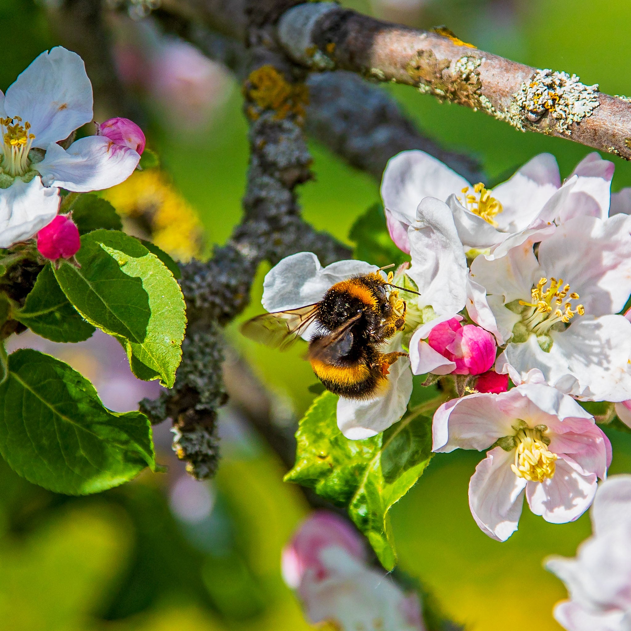 Apfel 'Rubinola' - Buschbaum