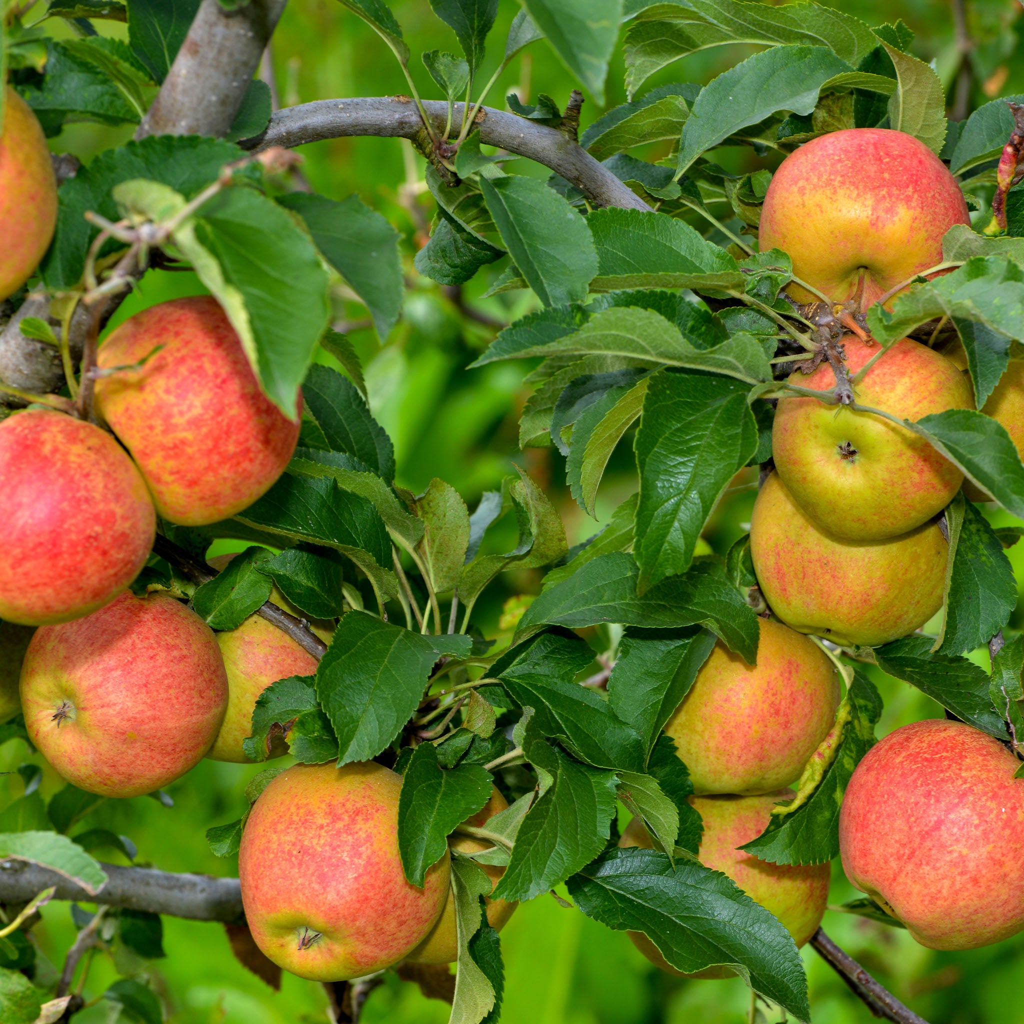 Apfel 'Rubinola' - Buschbaum