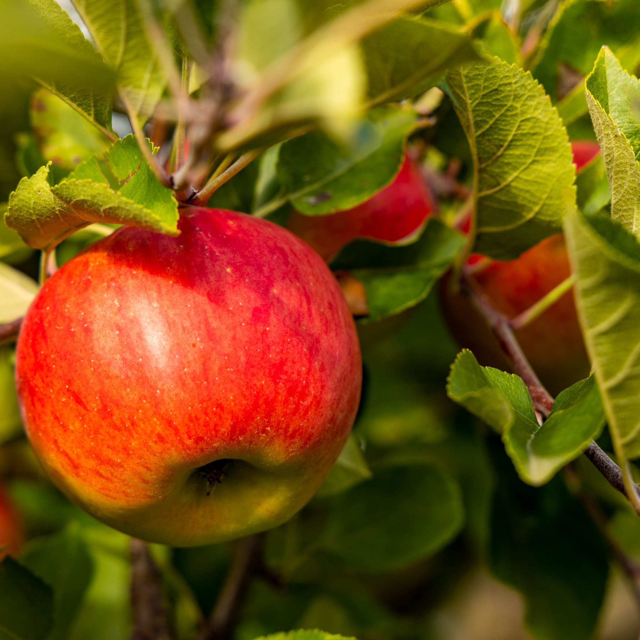 Apfel 'Santana' - Buschbaum