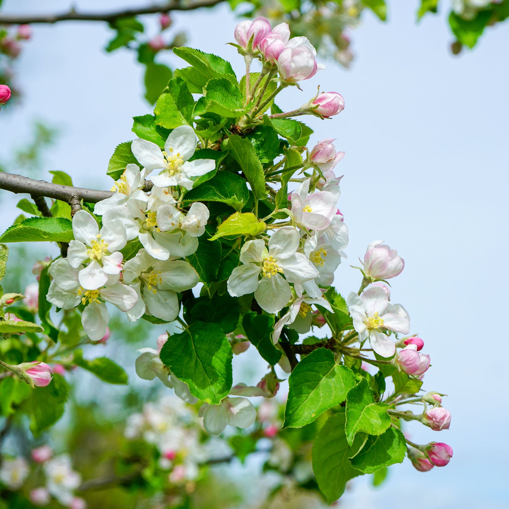 Apfel 'Santana' - Buschbaum