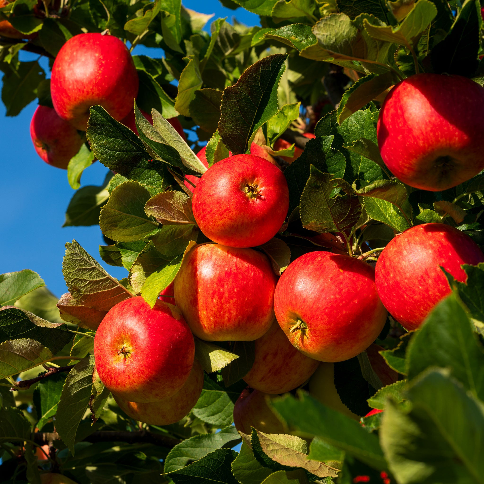 Apfel 'Santana' - Buschbaum